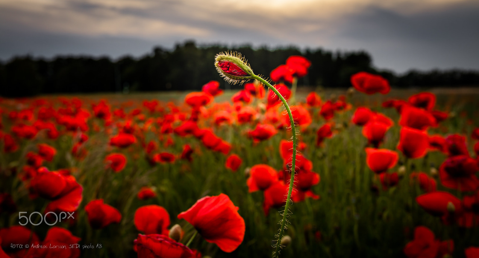 Canon EOS 5DS + Sigma 35mm F1.4 DG HSM Art sample photo. Poppy flower bud photography