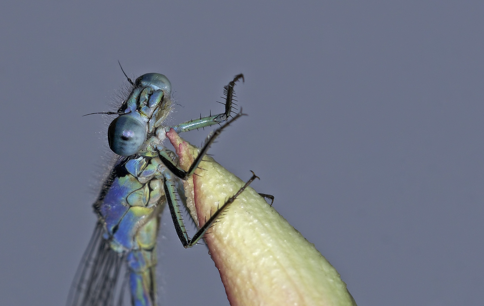 Sony ILCA-77M2 sample photo. Damselfly, photography