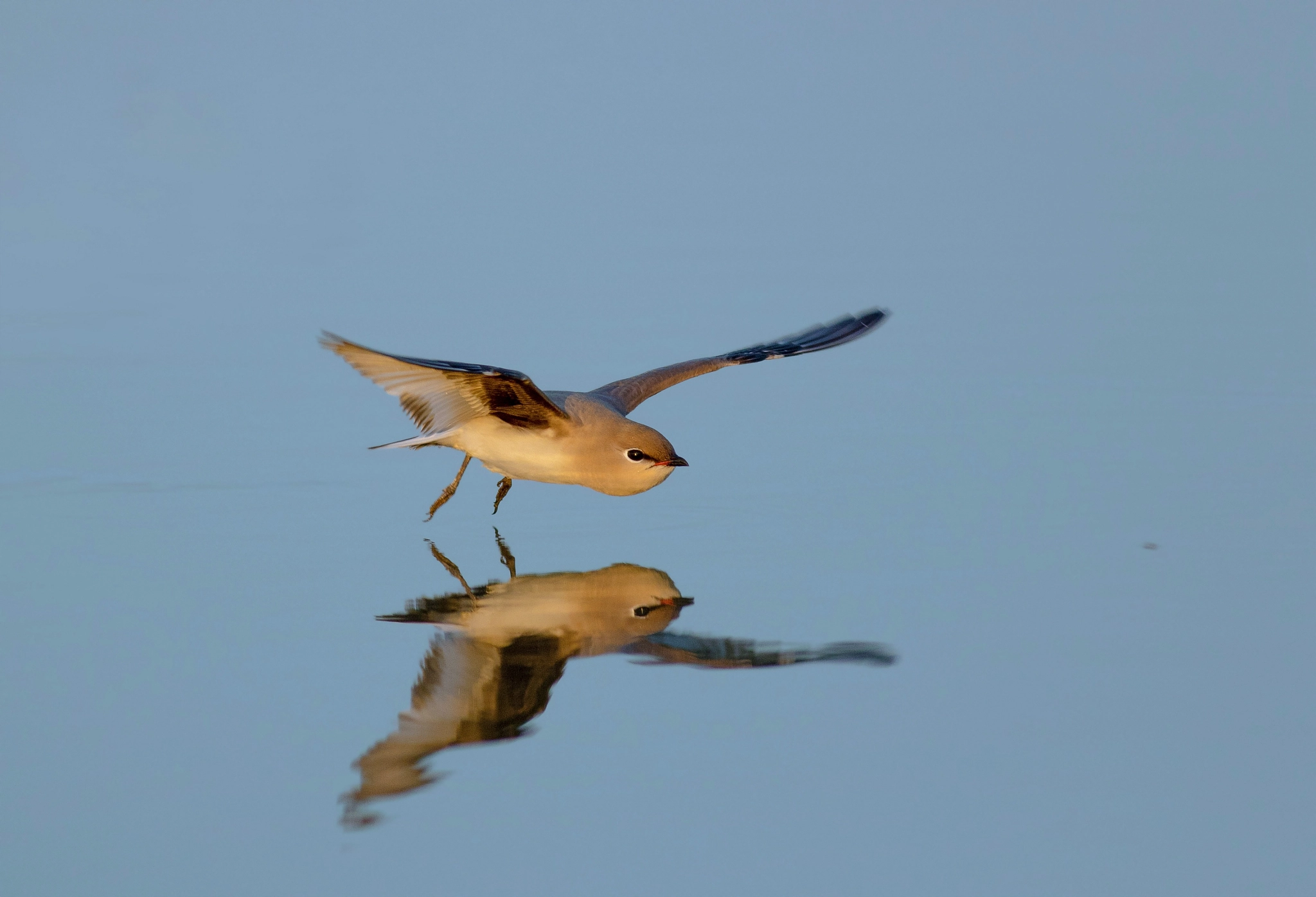 Canon EOS 7D Mark II + Canon EF 400mm F5.6L USM sample photo. Reflection small pratincole photography