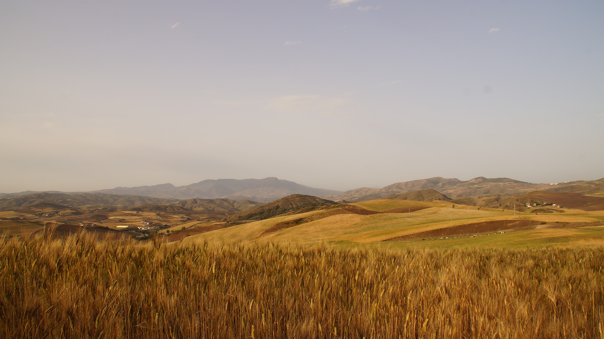 Sony SLT-A37 sample photo. Goldness photography