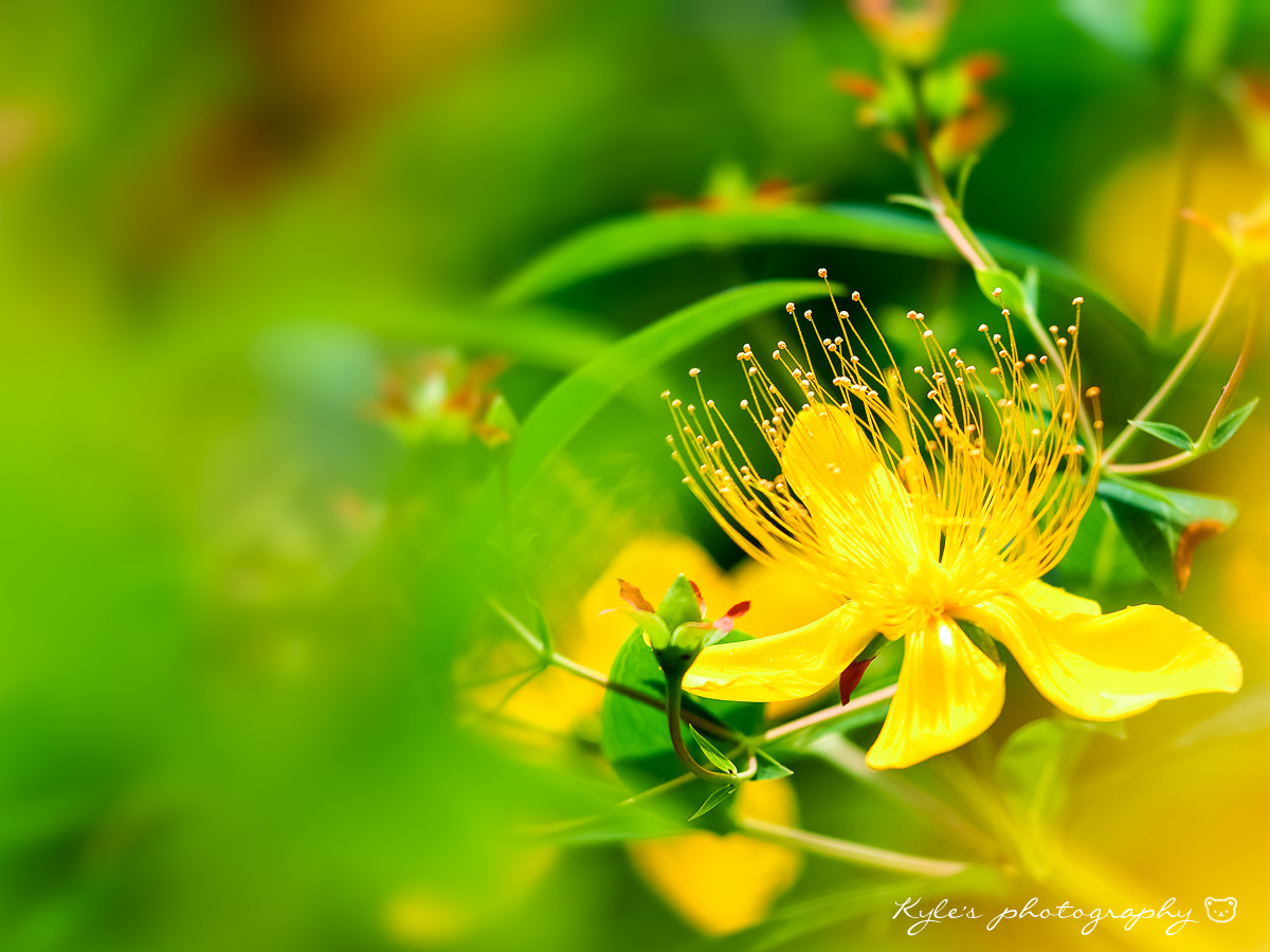 Olympus OM-D E-M1 + Sigma 150mm F2.8 EX DG Macro HSM sample photo. 金絲桃 photography