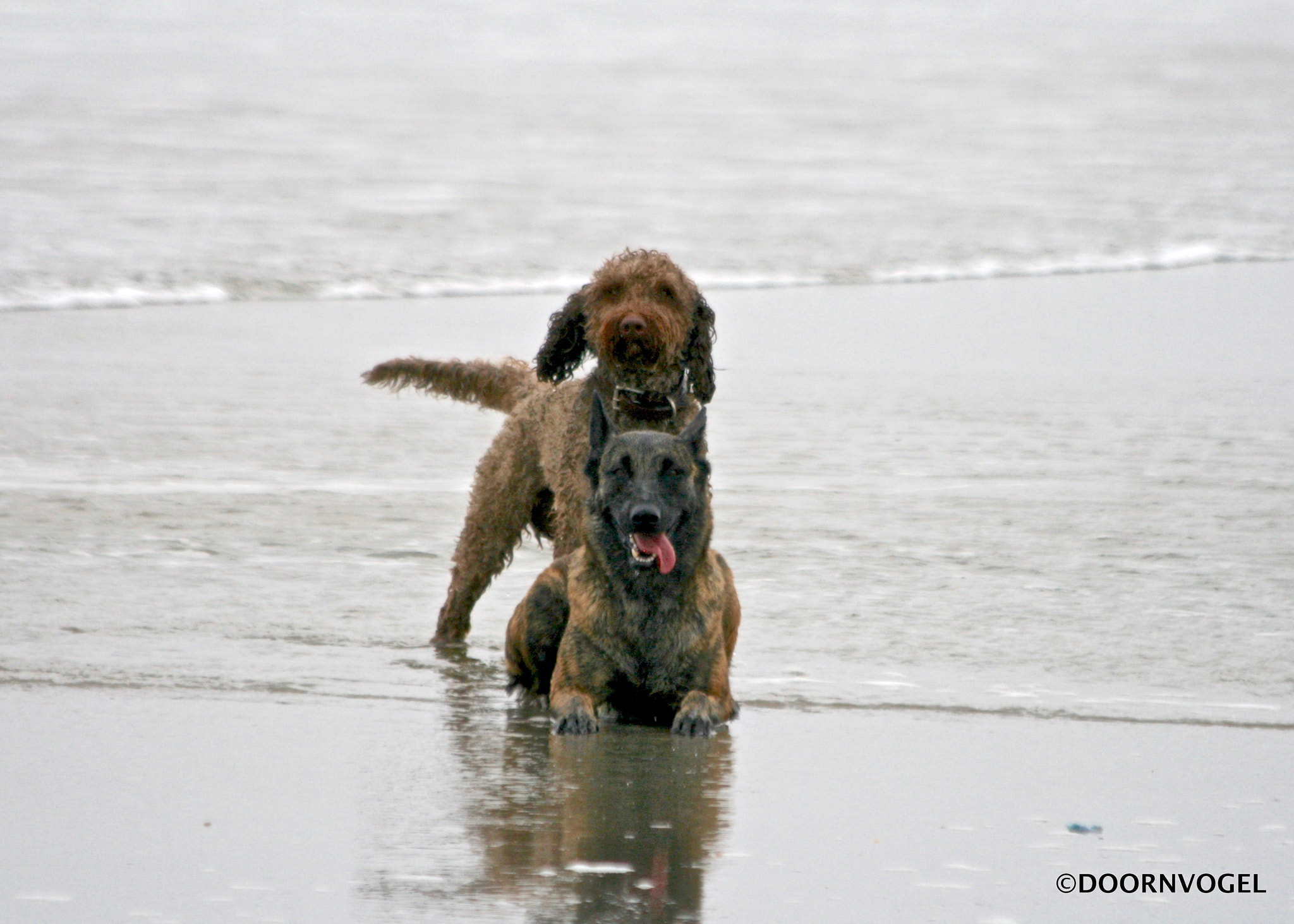 Canon EF 70-300mm F4-5.6 IS USM sample photo. Salty dogs photography