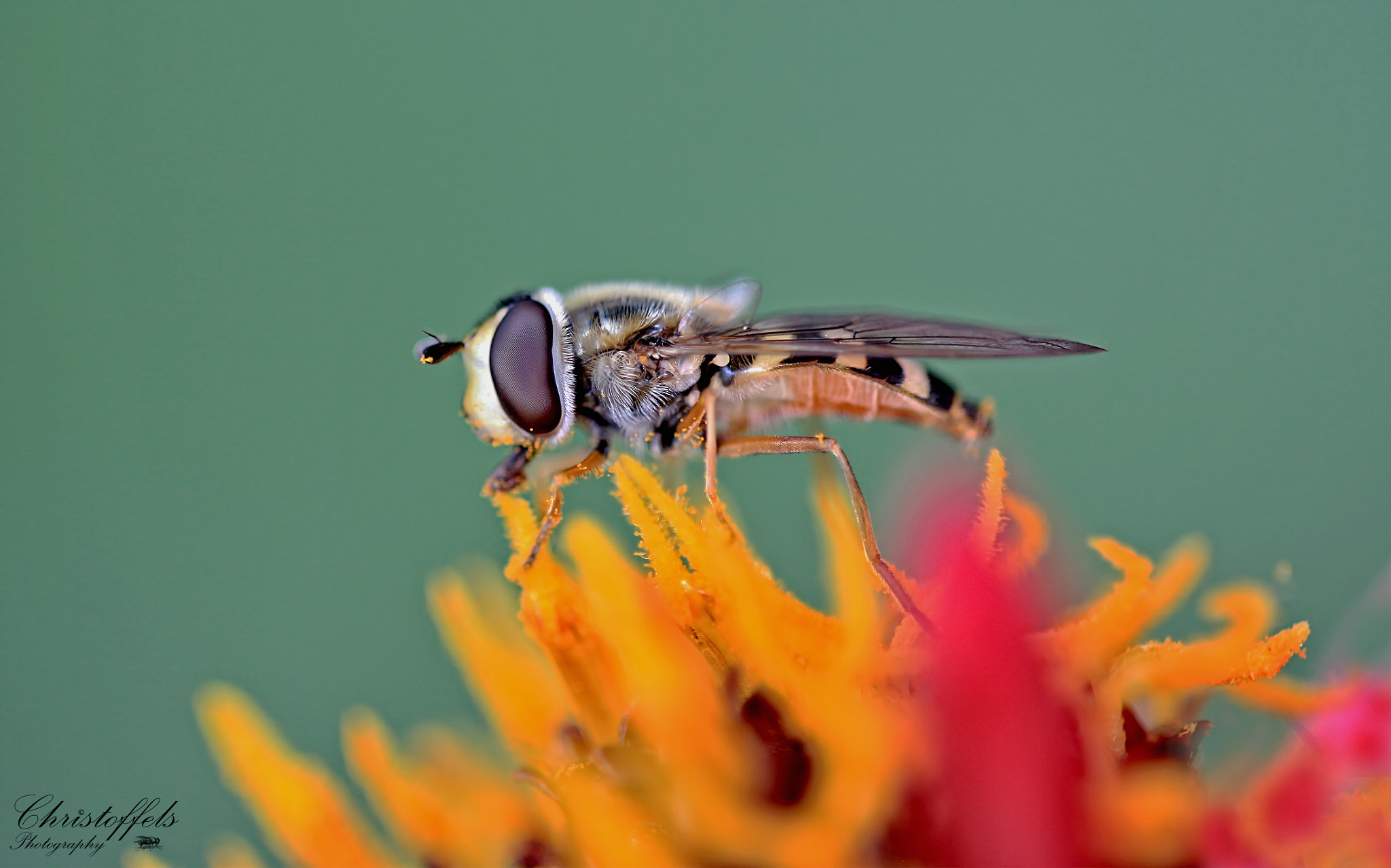 Sigma APO Macro 150mm f/2.8 EX DG HSM sample photo. Hoverfly photography