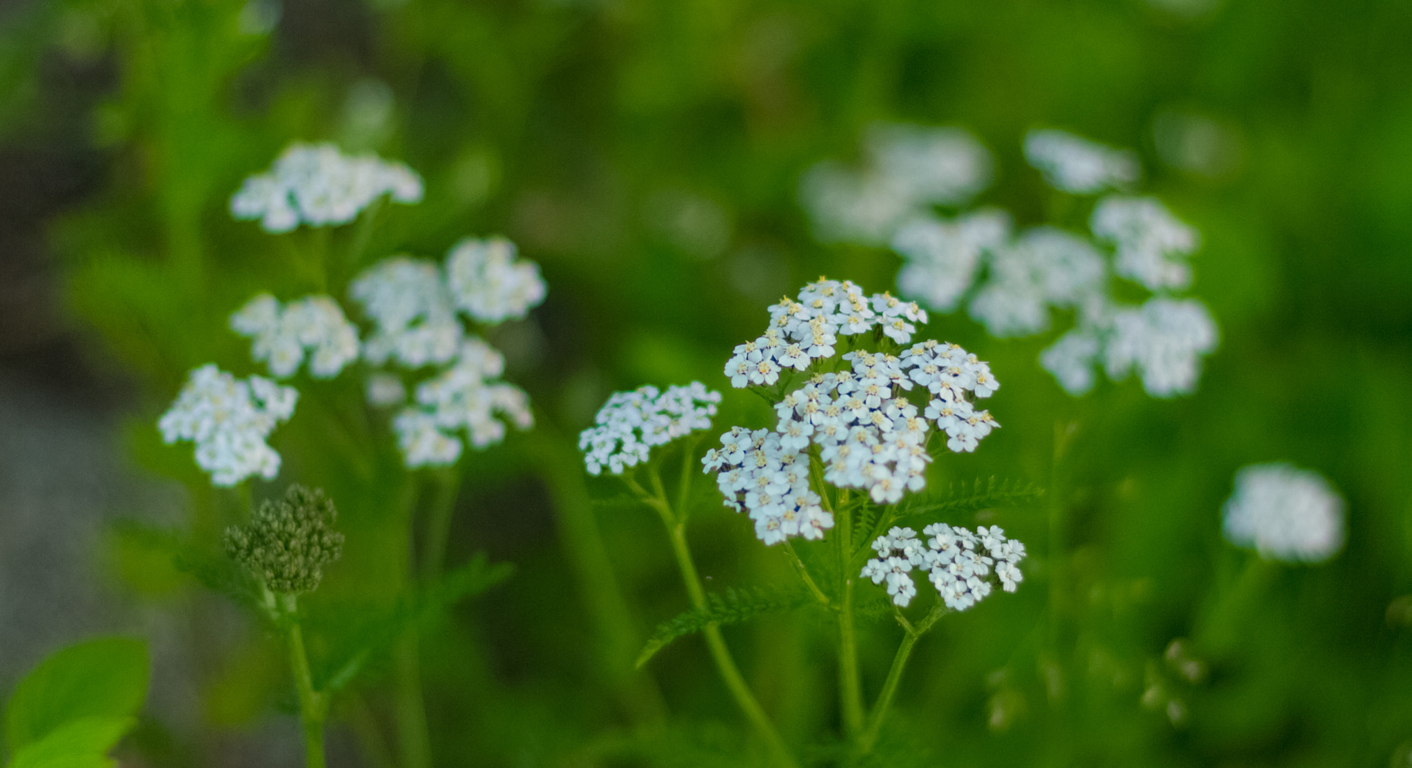 Canon EOS 550D (EOS Rebel T2i / EOS Kiss X4) + Canon EF 50mm F1.4 USM sample photo. Achillea millefolium photography