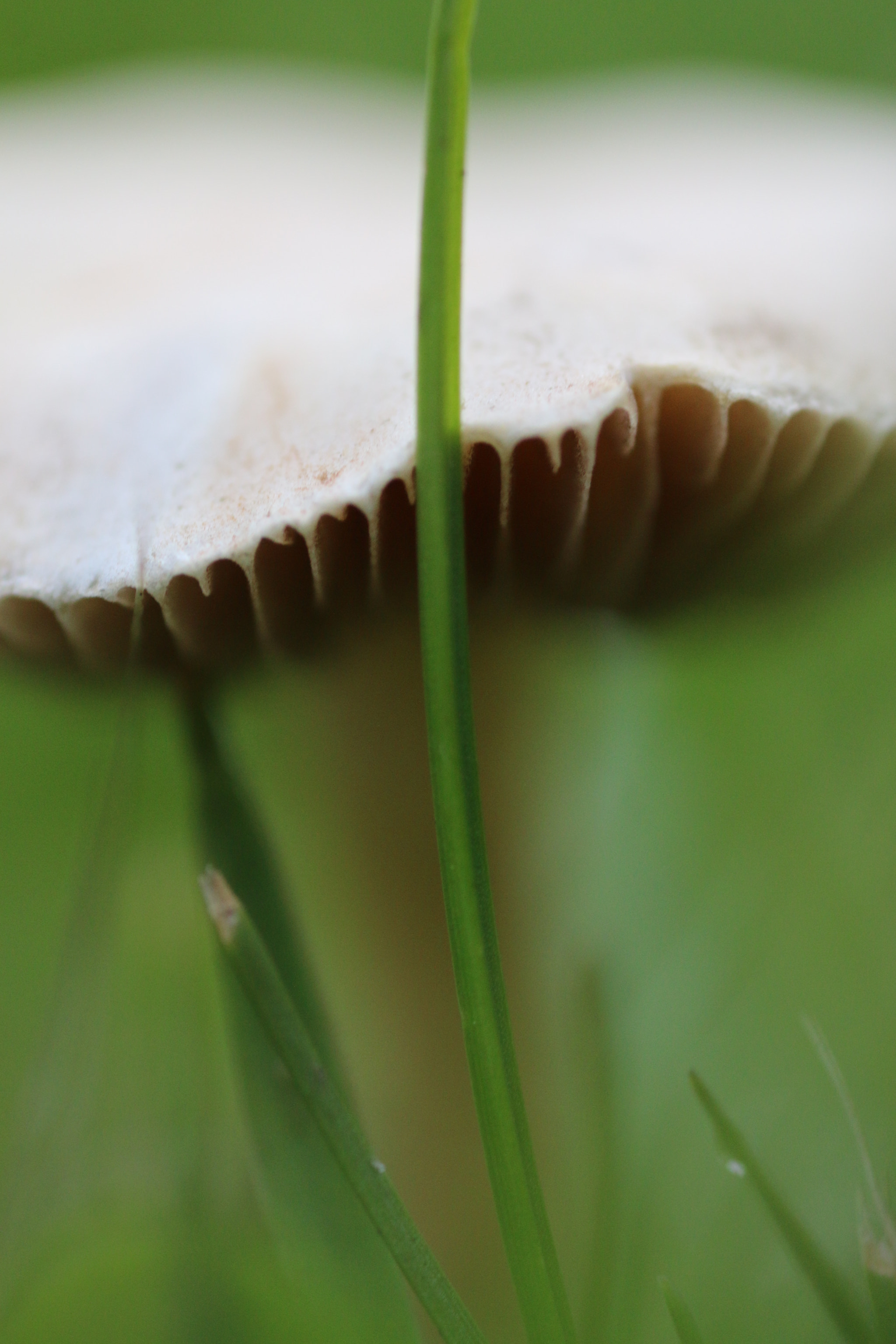 Canon MP-E 65mm F2.5 1-5x Macro Photo sample photo. Mushroom photography