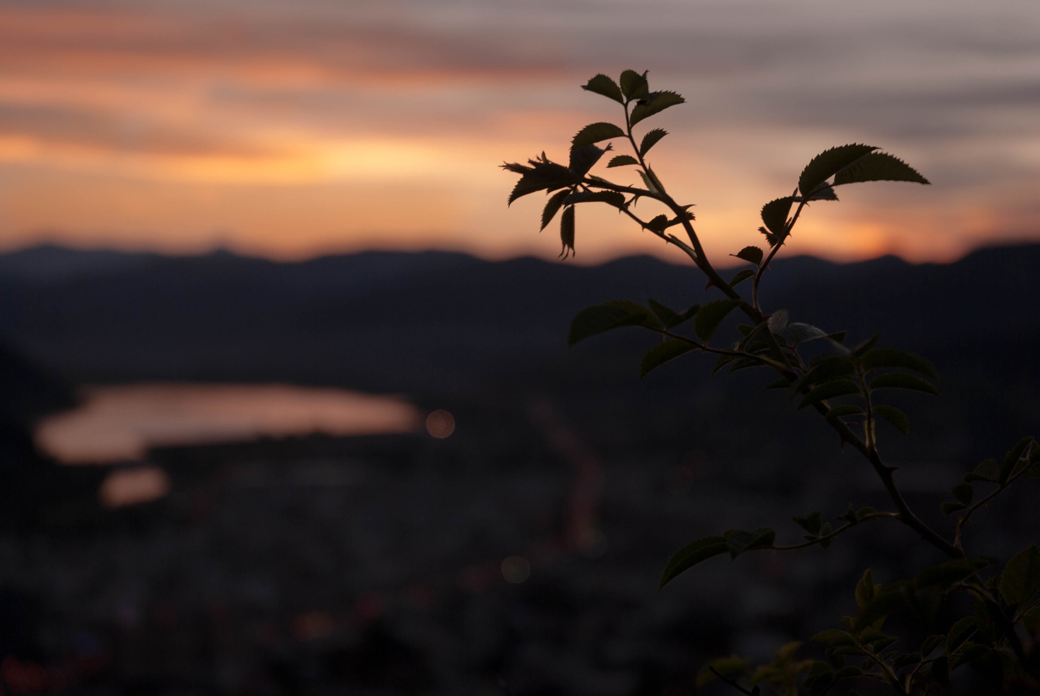 Nikon D60 sample photo. Stem in sunset photography