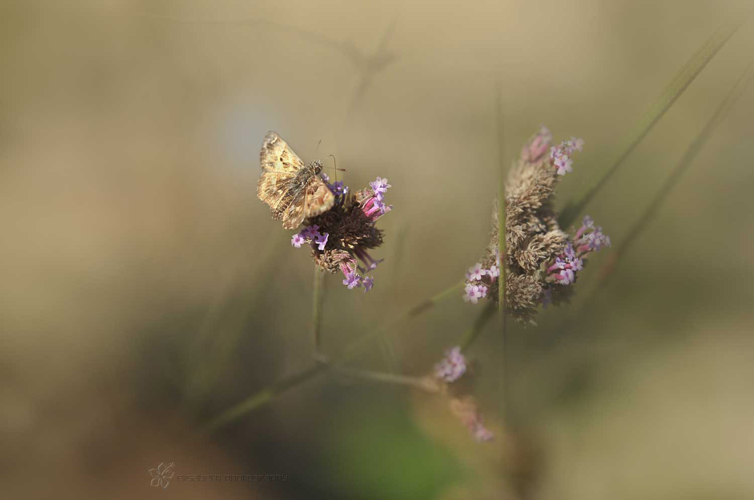 Nikon AF-S Micro-Nikkor 60mm F2.8G ED sample photo. The truth is rarely pure and never simple photography