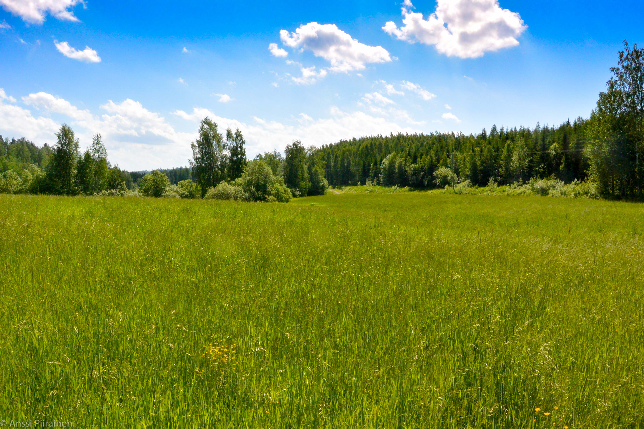 Nikon 1 V2 sample photo. Grass fields forever photography