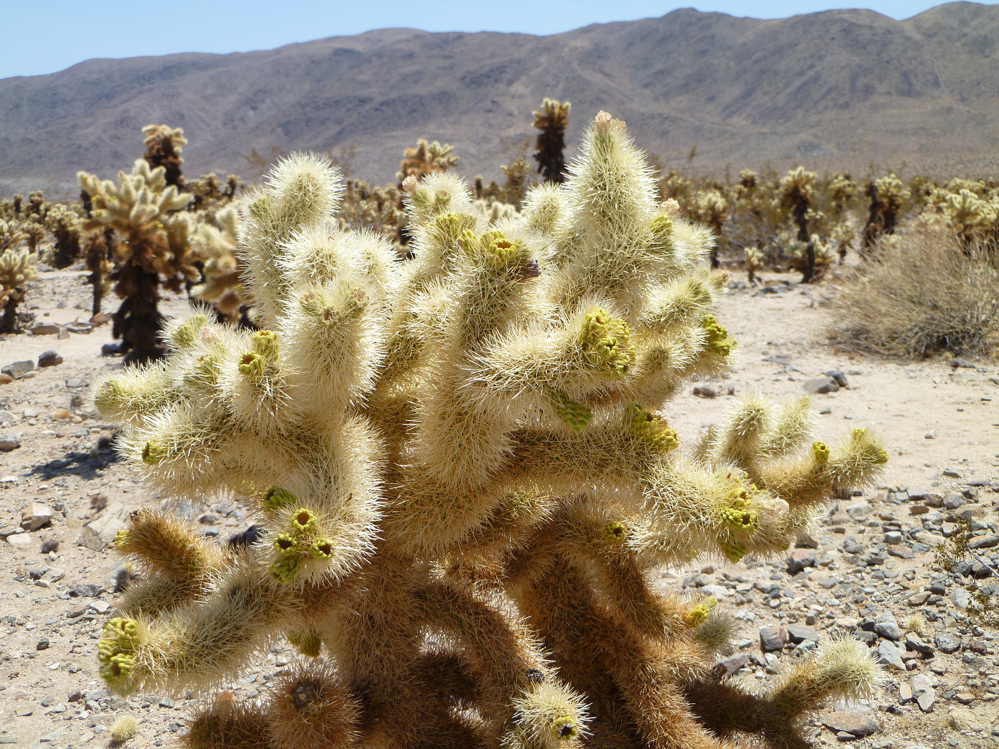 Panasonic DMC-FS30 sample photo. Cholla cactus garden photography