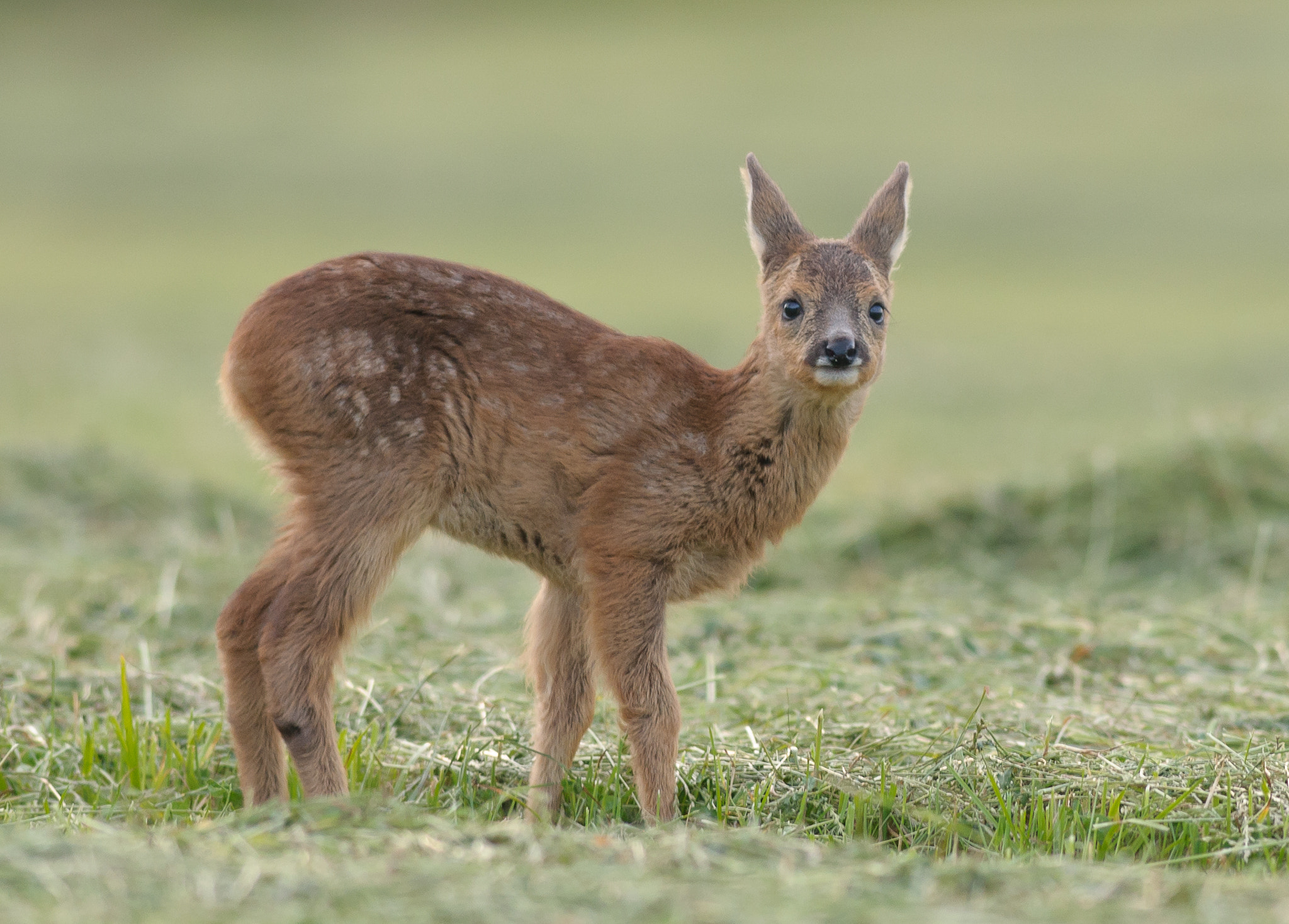Nikon AF-S Nikkor 300mm F2.8G ED VR II sample photo. Roe deer fawn photography