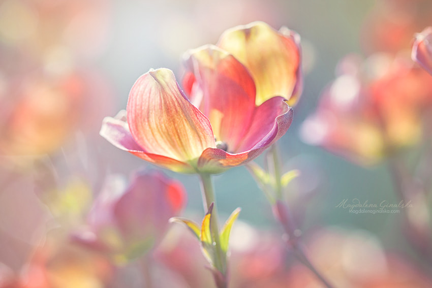 Canon EF 100mm F2.8 Macro USM sample photo. Crazy photography