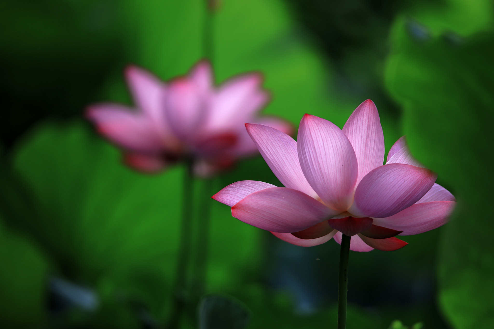 Tamron SP 150-600mm F5-6.3 Di VC USD sample photo. Lotus photography