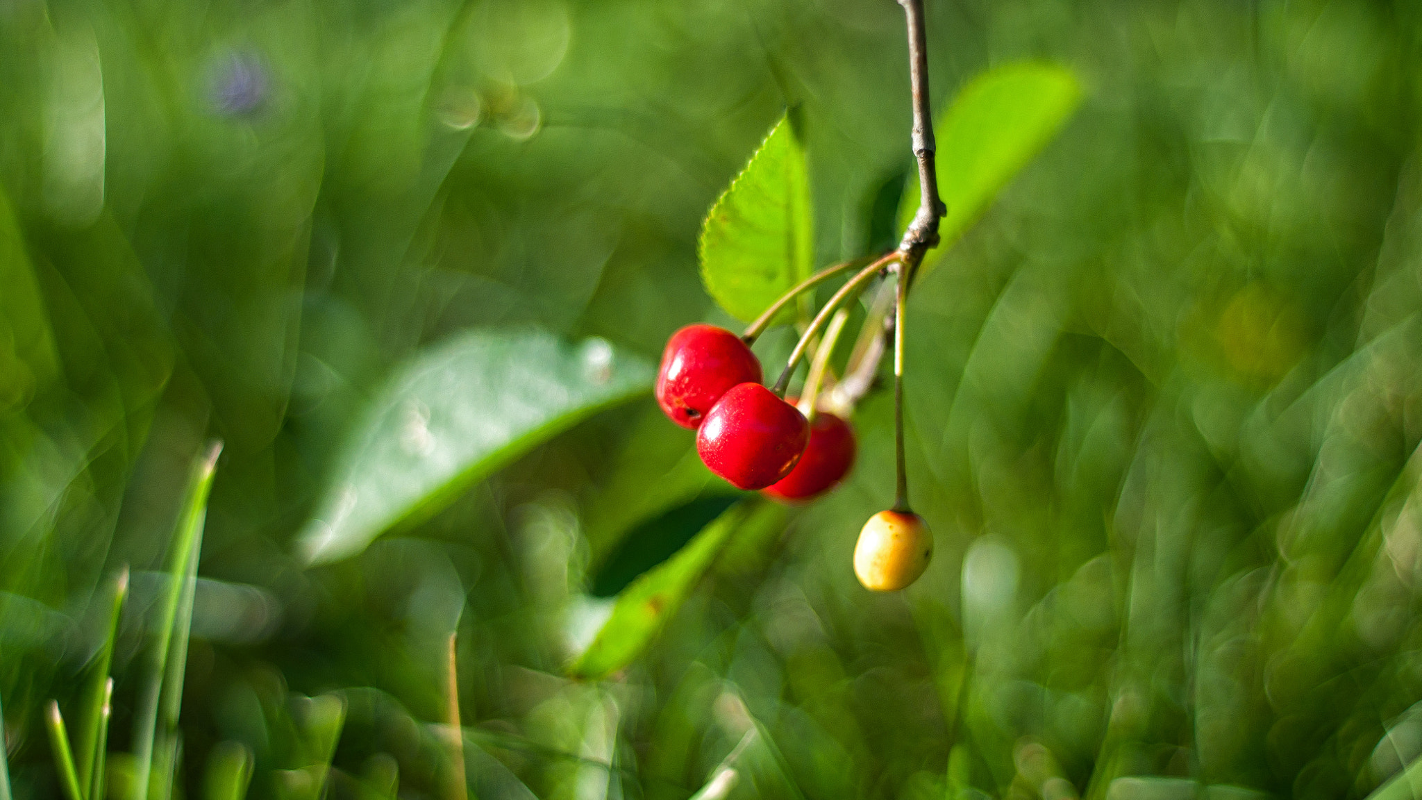 Nikon D5000 + Nikon AF Nikkor 50mm F1.8D sample photo. Cherry 3 photography