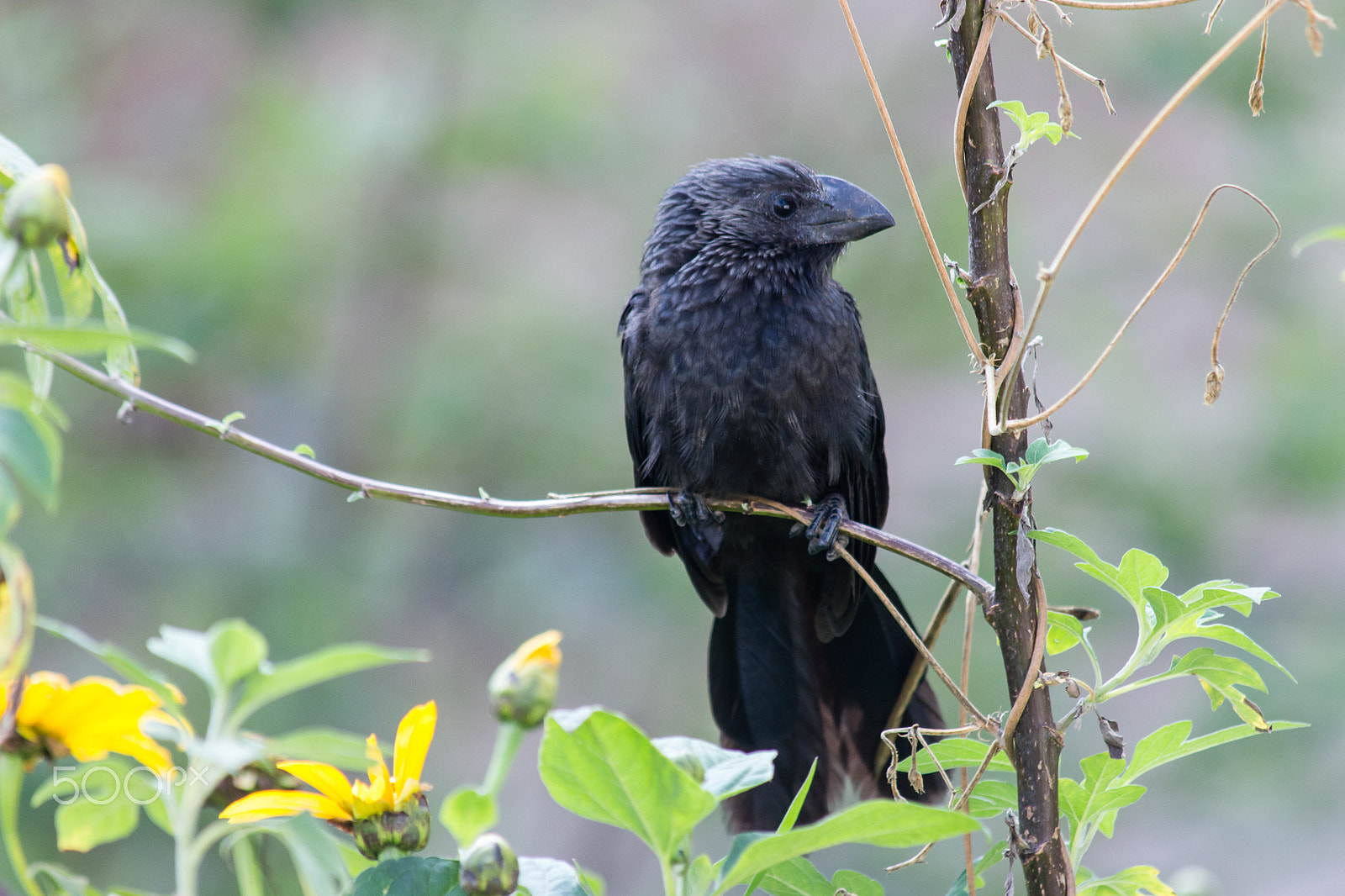 Canon EOS 650D (EOS Rebel T4i / EOS Kiss X6i) sample photo. Smooth-billed ani profile picture photography