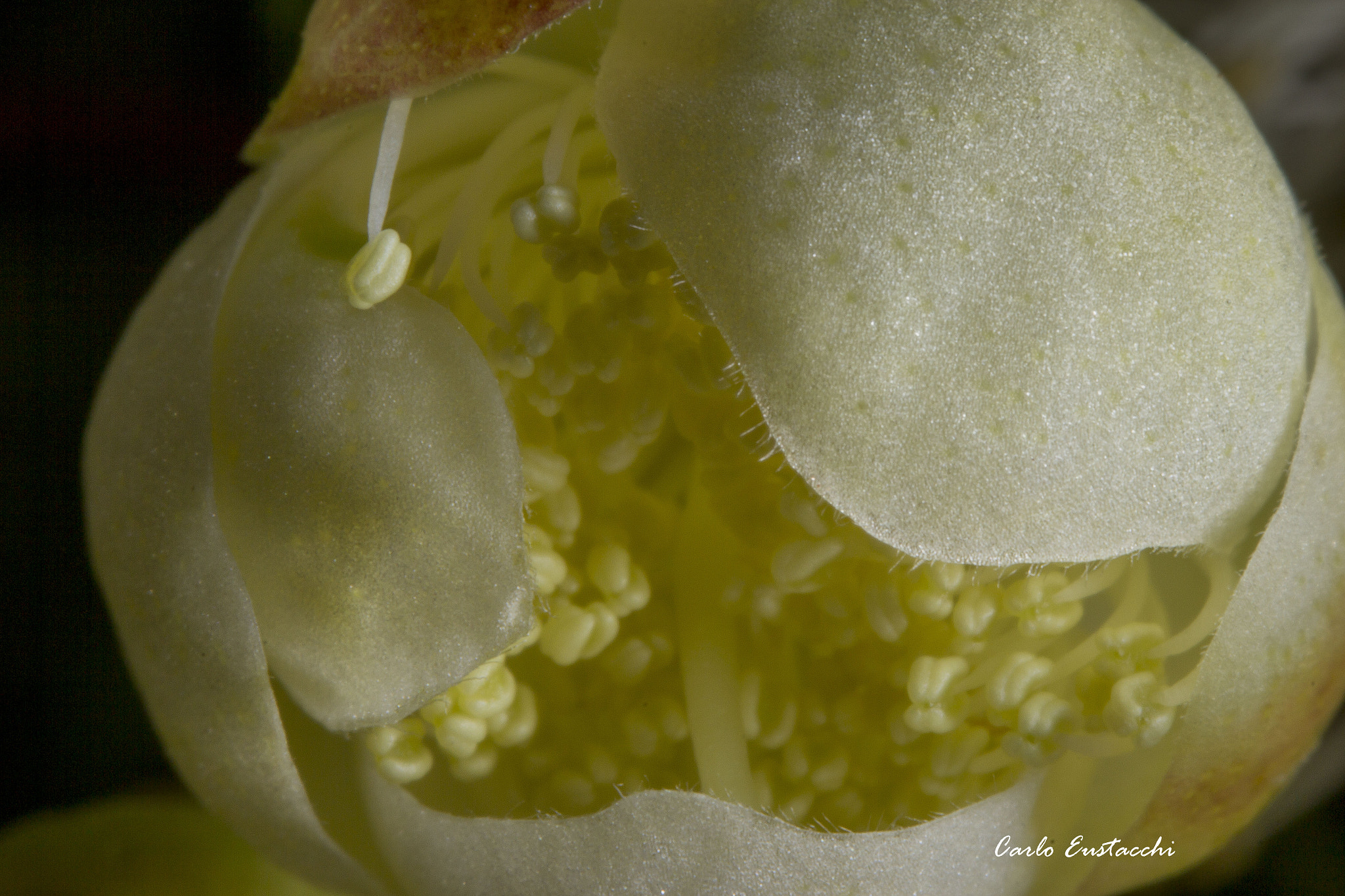 Tamron SP AF 60mm F2 Di II LD IF Macro sample photo. Fiori di mirto crescono photography