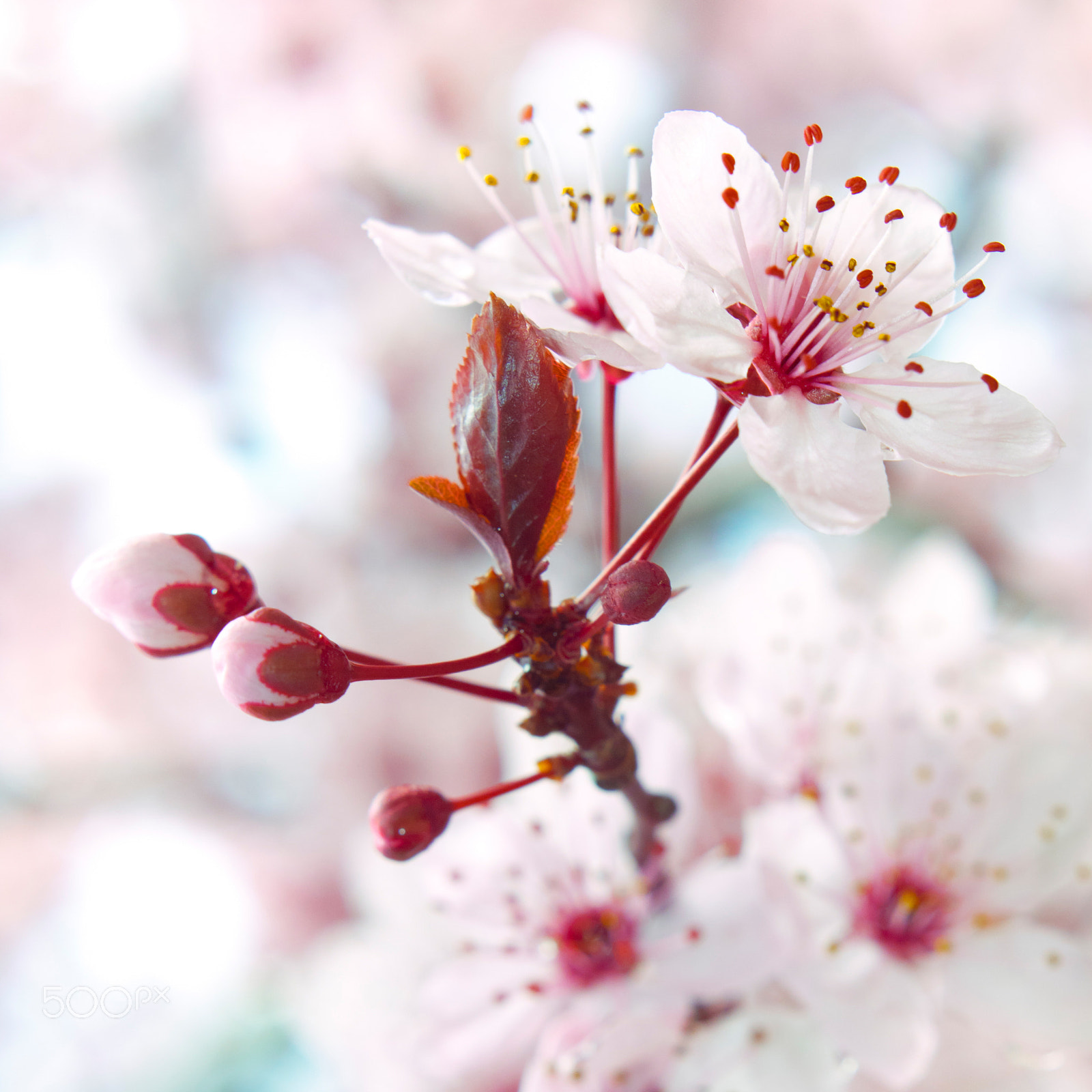 Canon EOS 50D + Canon EF 50mm F1.4 USM sample photo. Blooming fruit tree photography