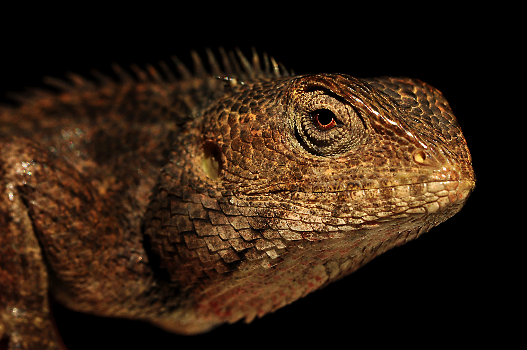 Nikon AF-S DX Micro-Nikkor 85mm F3.5G ED VR sample photo. "calotes versicolor" photography
