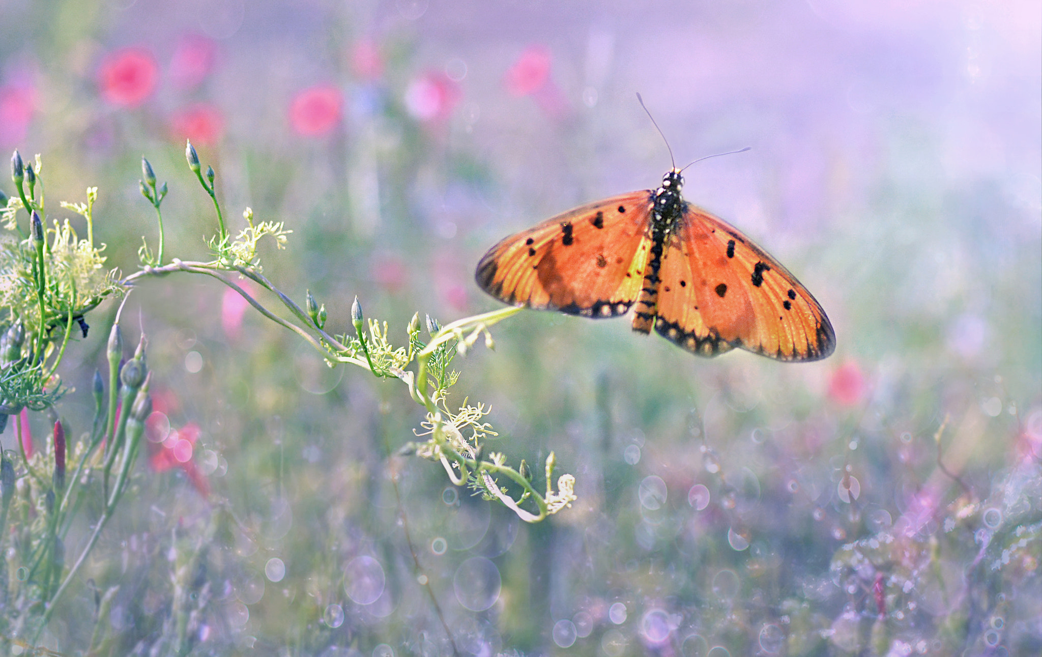 Nikon D7100 + AF Micro-Nikkor 105mm f/2.8 sample photo. Alone photography