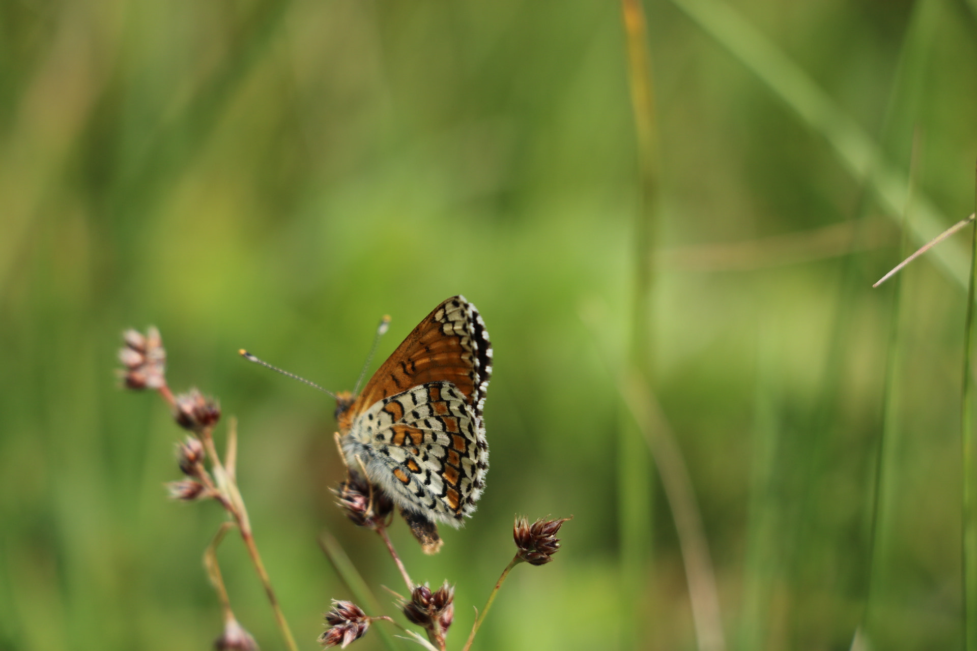 Canon EOS 750D (EOS Rebel T6i / EOS Kiss X8i) sample photo. Beautiful  photography
