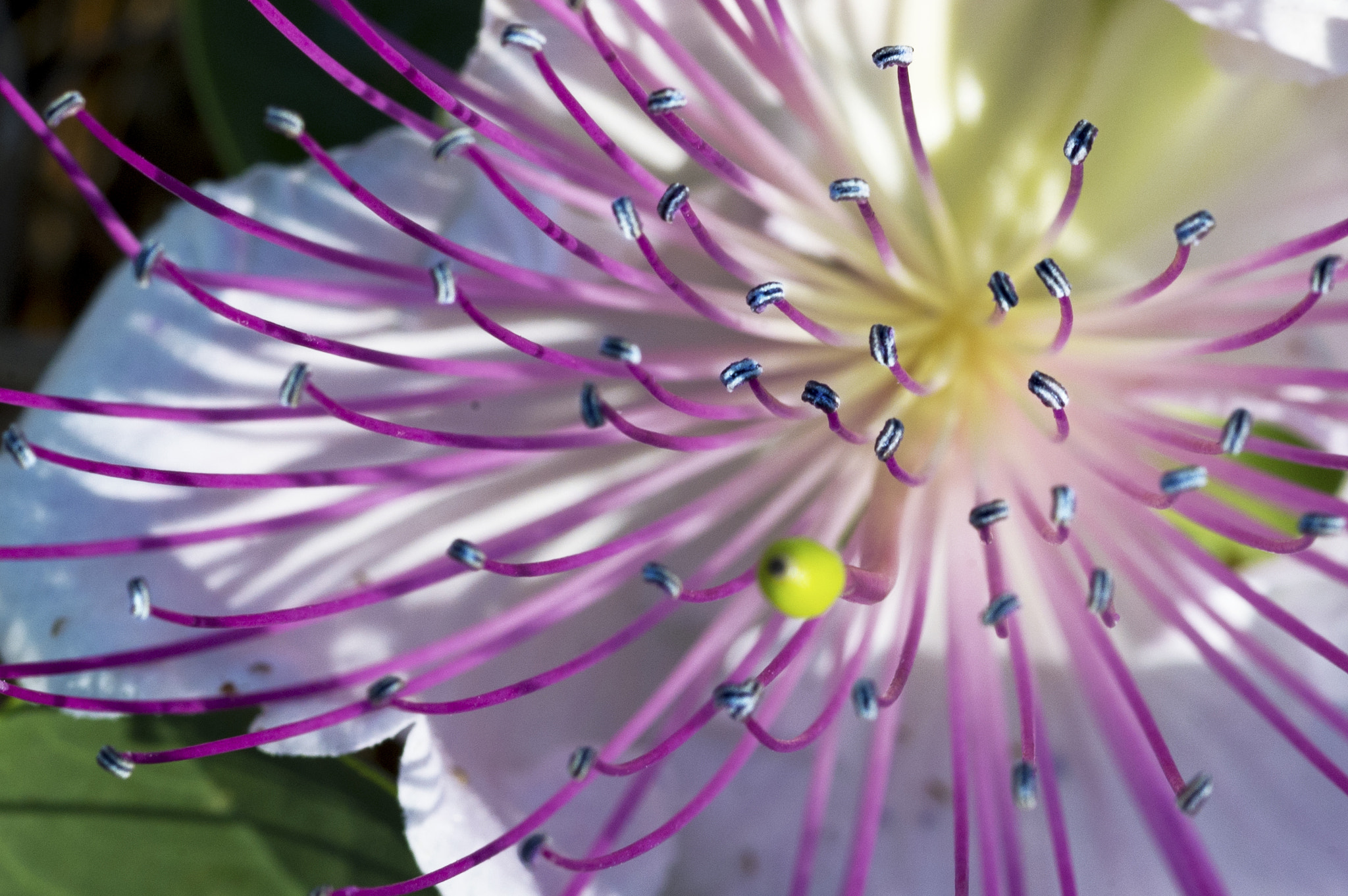 ZEISS Makro-Planar T* 100mm F2 sample photo. Capparis spinosa photography