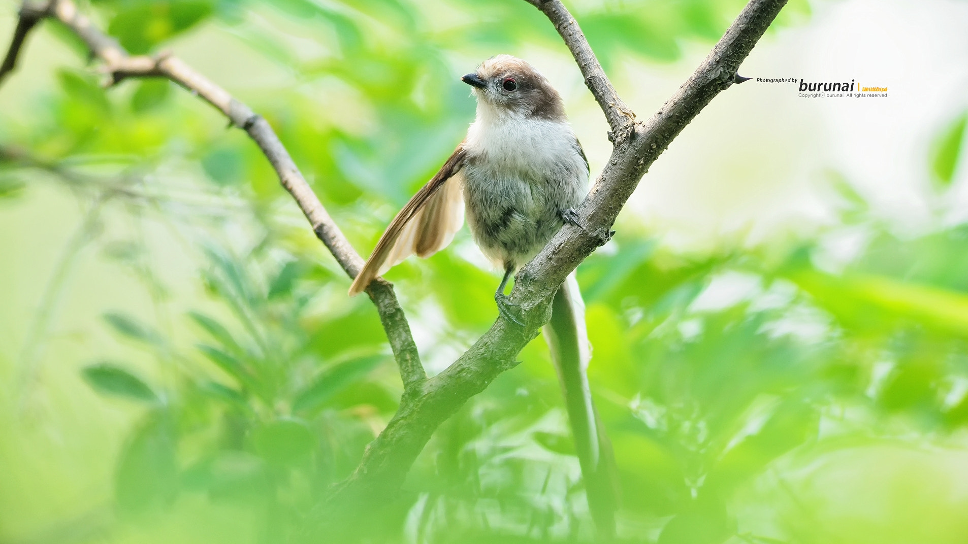 Nikon D800 + Nikkor 500mm f/4 P ED IF sample photo. Baby bird photography