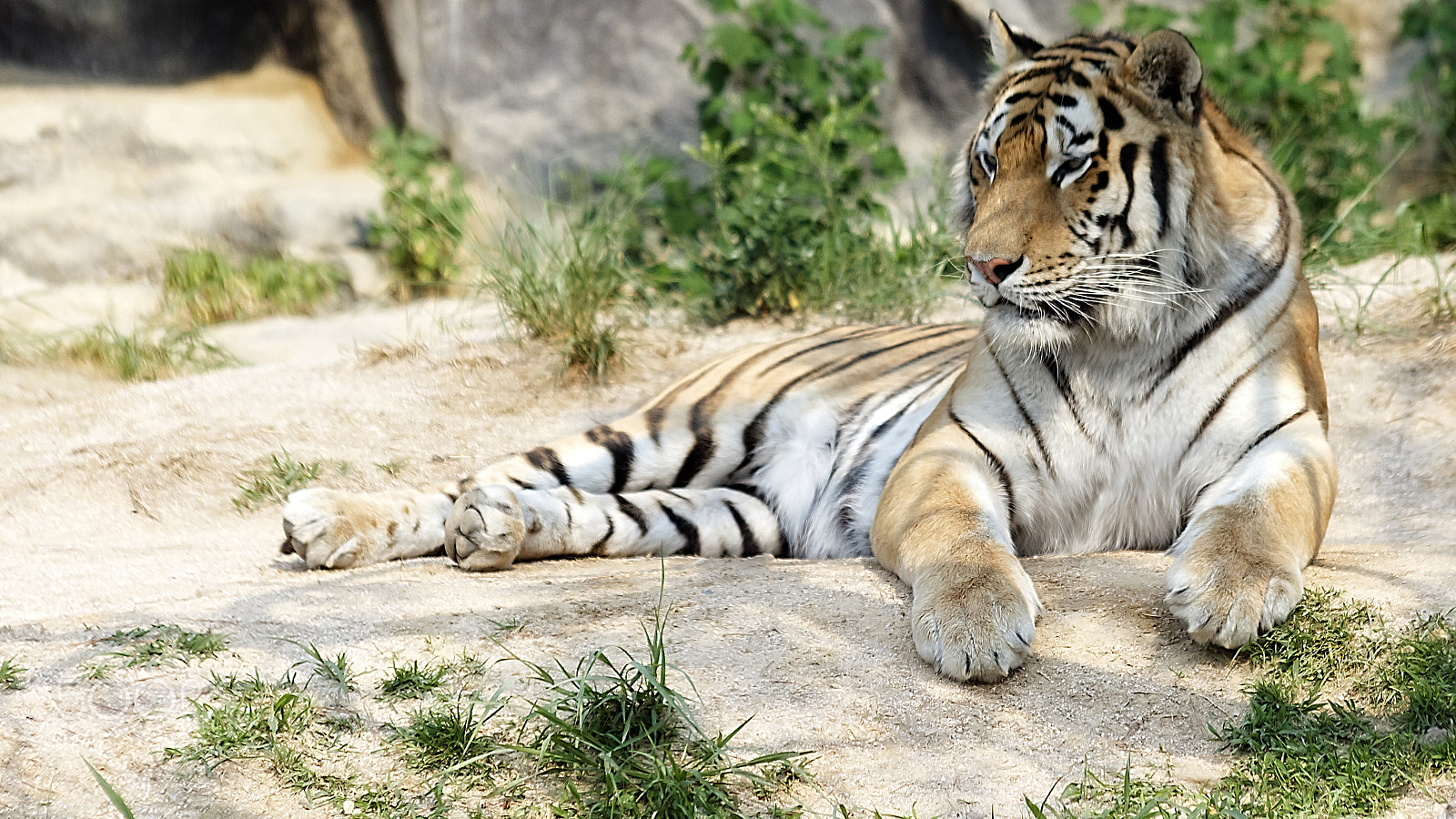 Sigma 70-300mm F4-5.6 APO DG Macro sample photo. Tiger in resting photography