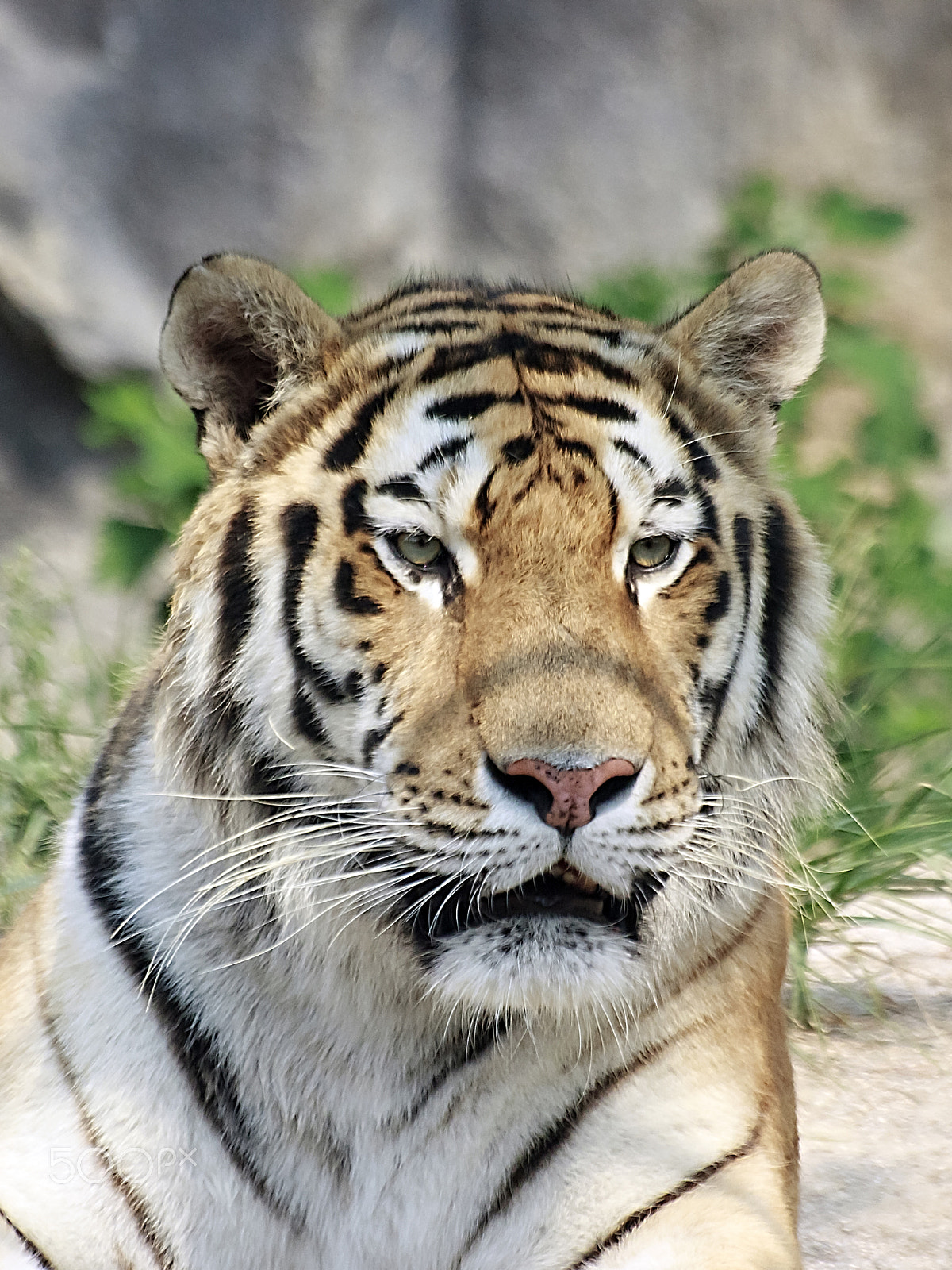 Sigma 70-300mm F4-5.6 APO DG Macro sample photo. Portrait of siberian tiger. photography