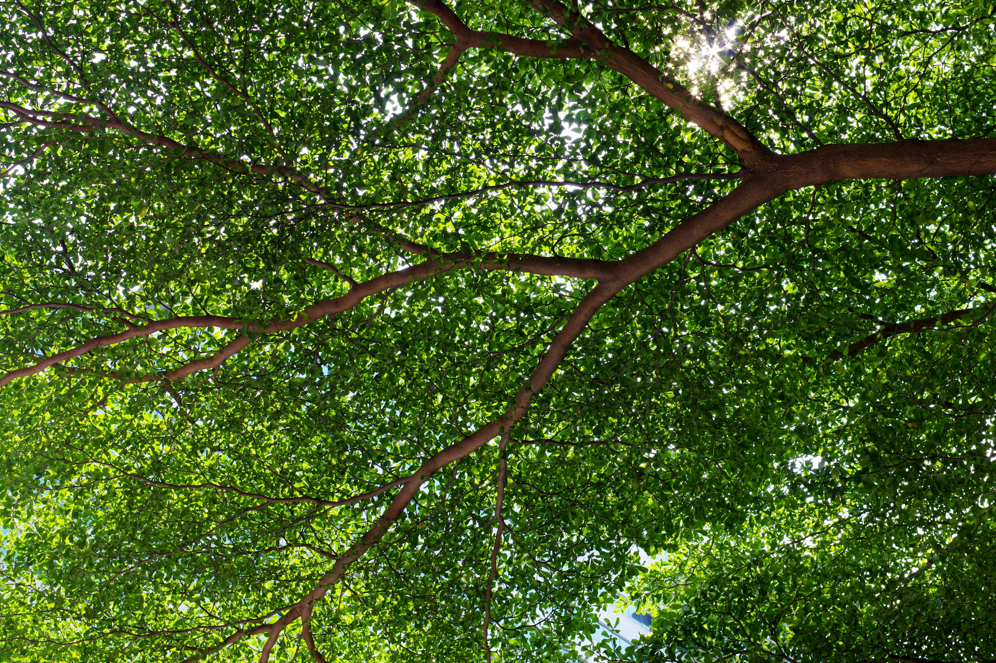 Pentax K-3 + Pentax smc DA 35mm F2.4 AL sample photo. Green leaves photography