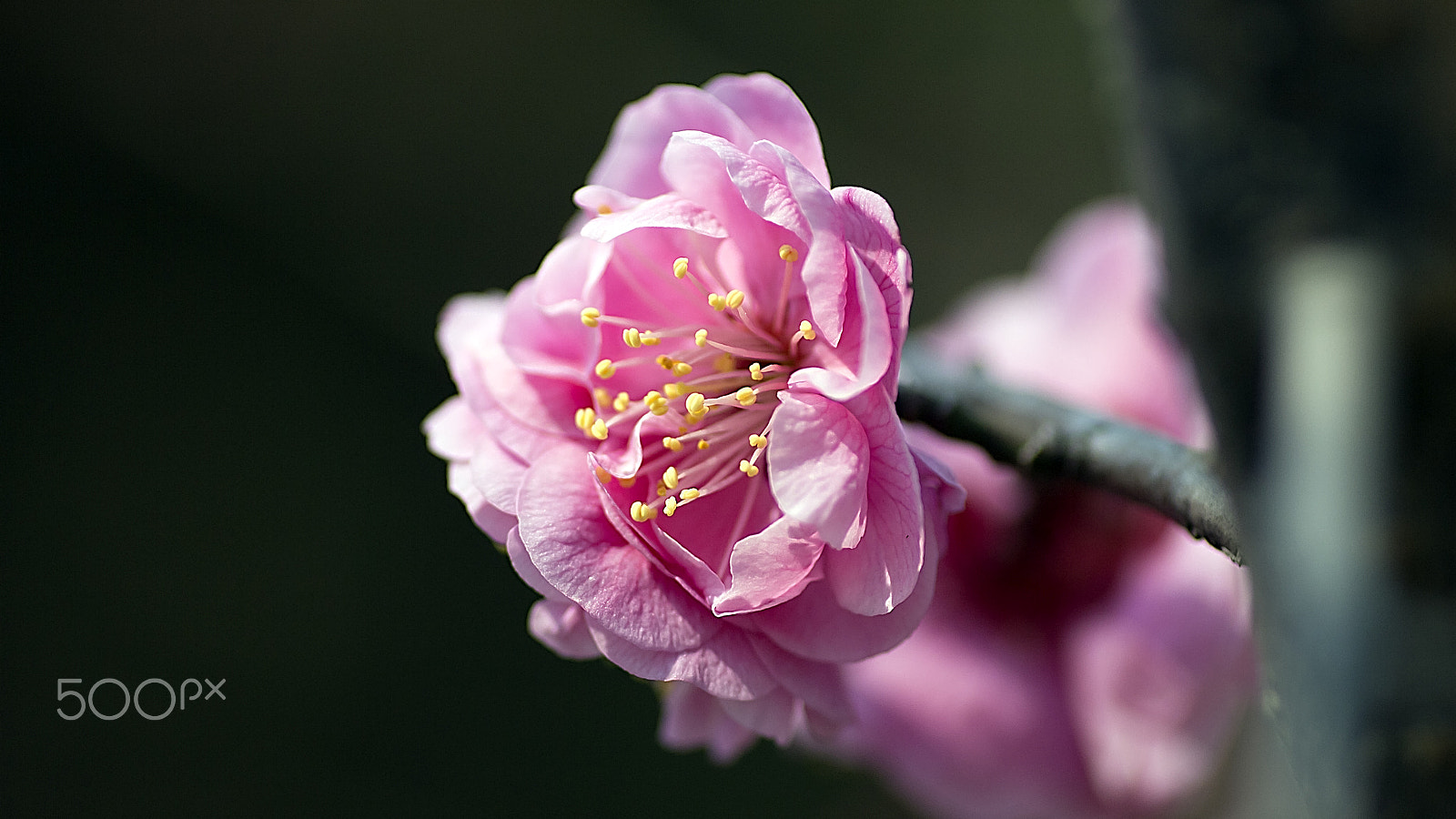 Canon EOS 600D (Rebel EOS T3i / EOS Kiss X5) + Tamron SP AF 90mm F2.8 Di Macro sample photo. Plum blossom photography
