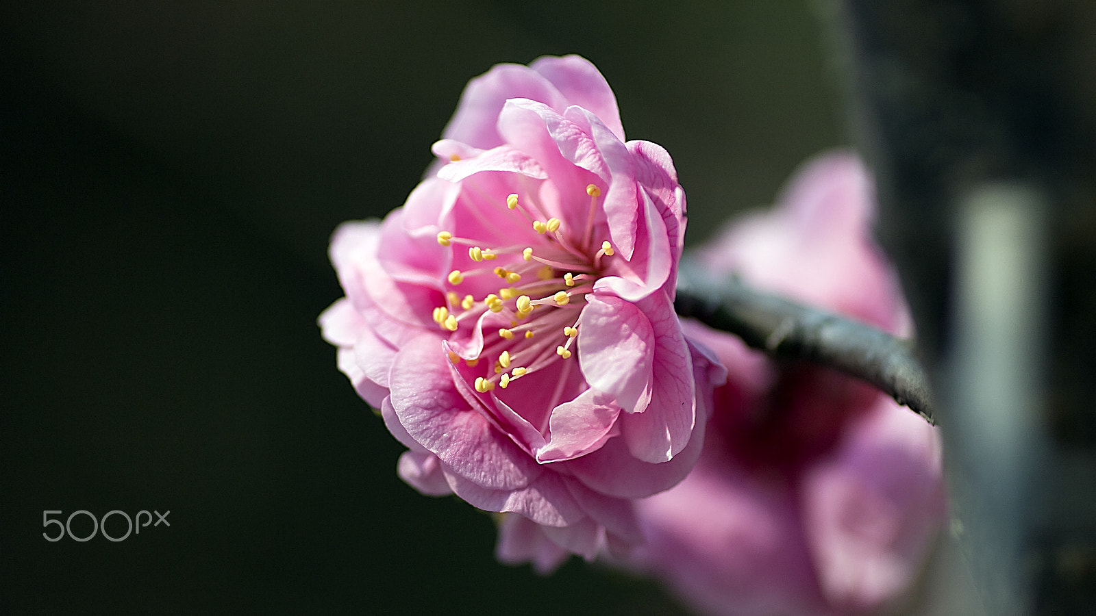 Tamron SP AF 90mm F2.8 Di Macro sample photo. Plum blossom photography