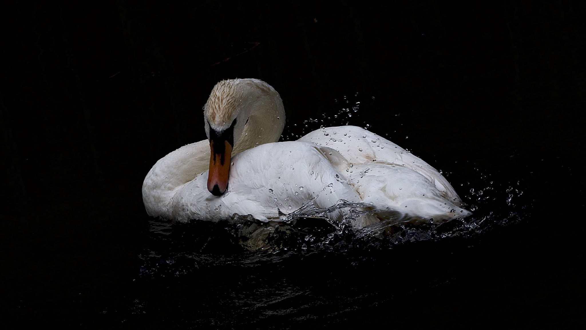 Canon EOS-1Ds Mark III + Canon EF 300mm F2.8L IS USM sample photo. From the series swan. photography