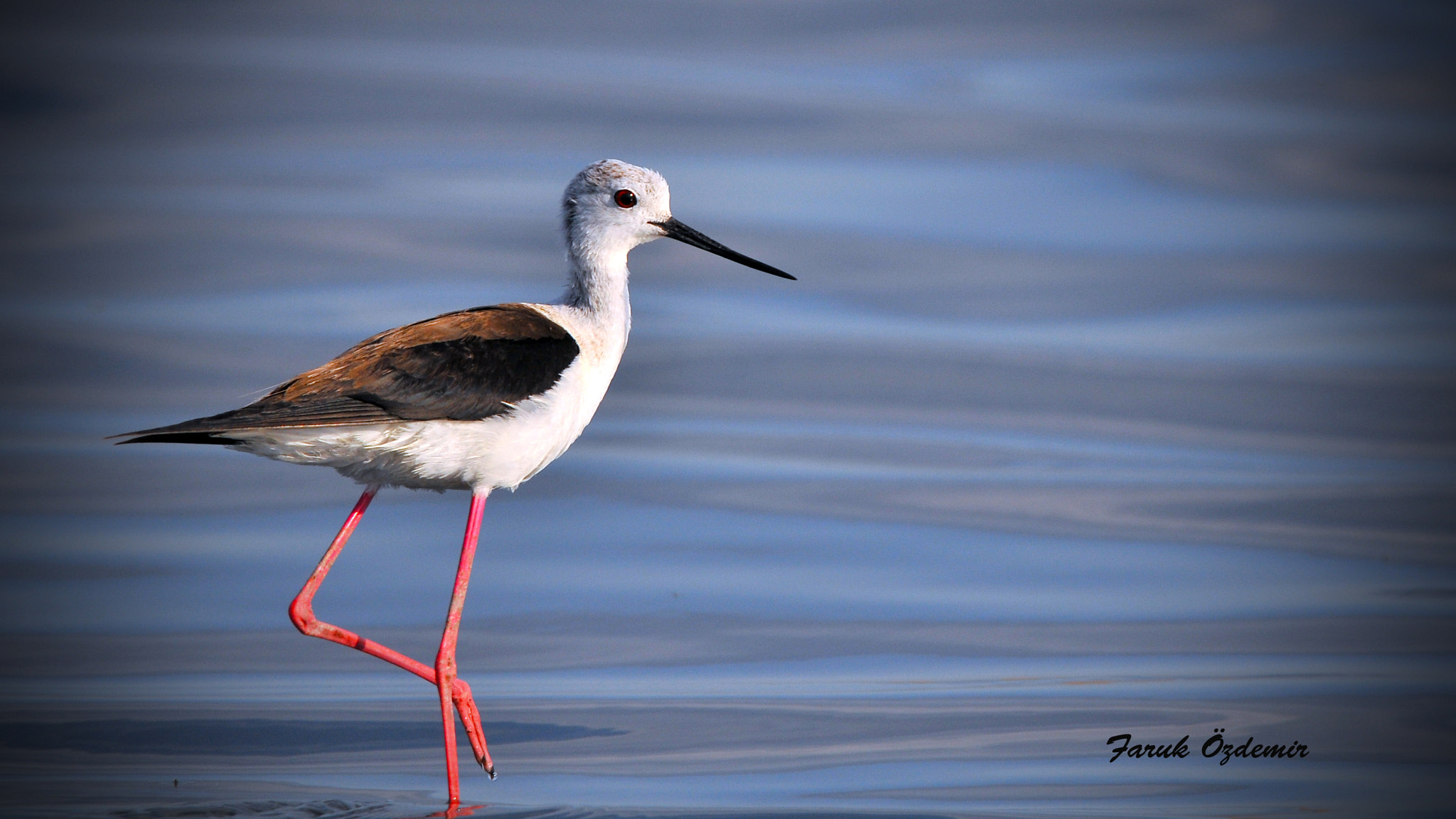 Nikon D300S sample photo. Uzun bacak photography