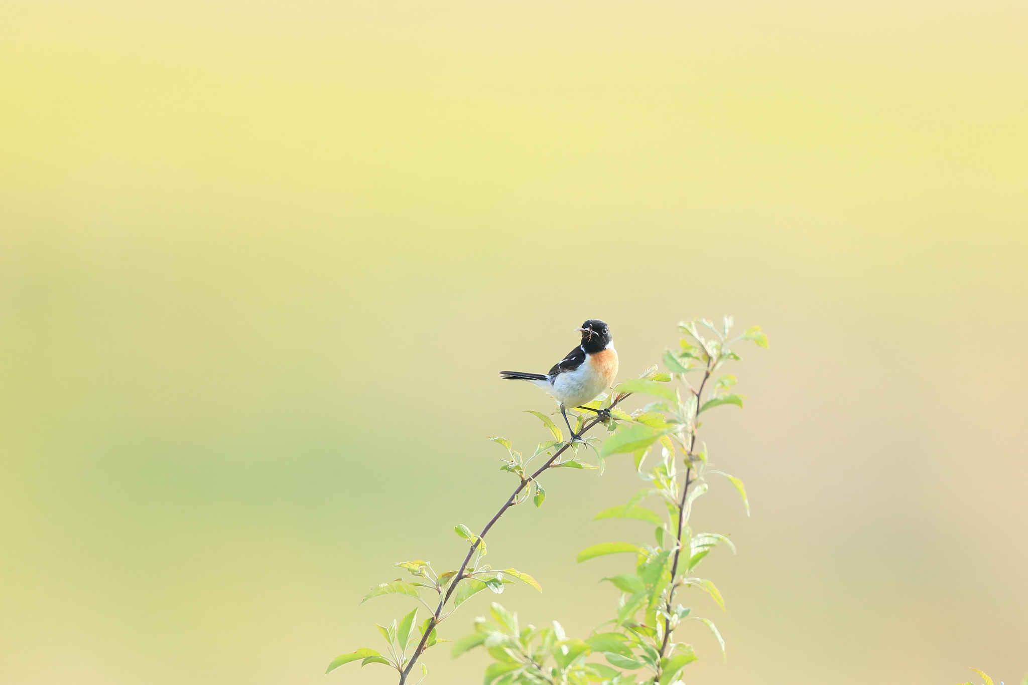 Canon EOS-1D X + Canon EF 800mm F5.6L IS USM sample photo. ノビタキ 高枝− photography