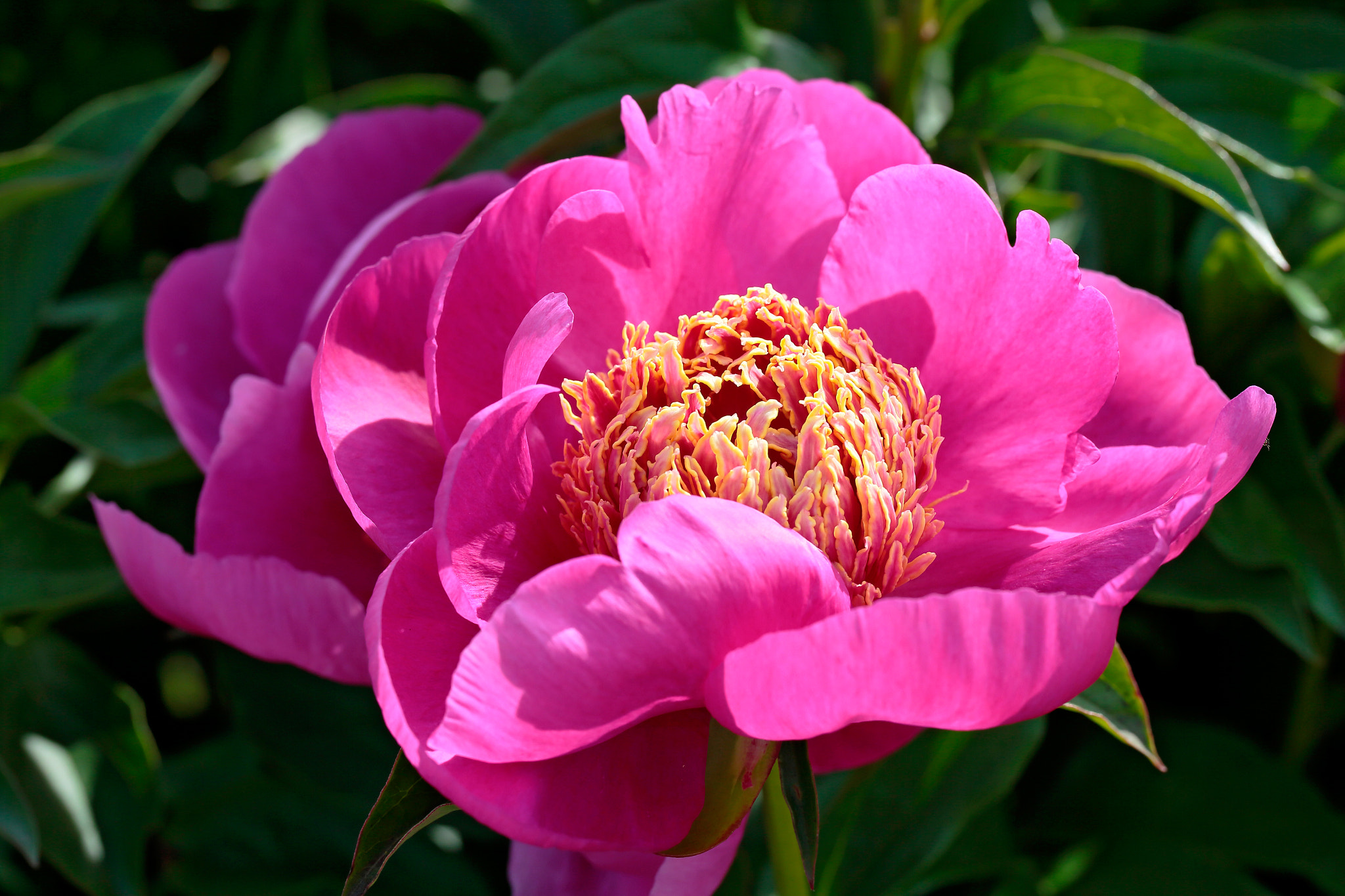 Canon EF 100mm F2.8L Macro IS USM sample photo. Interspecies hibrid paeonia cv. neon photography