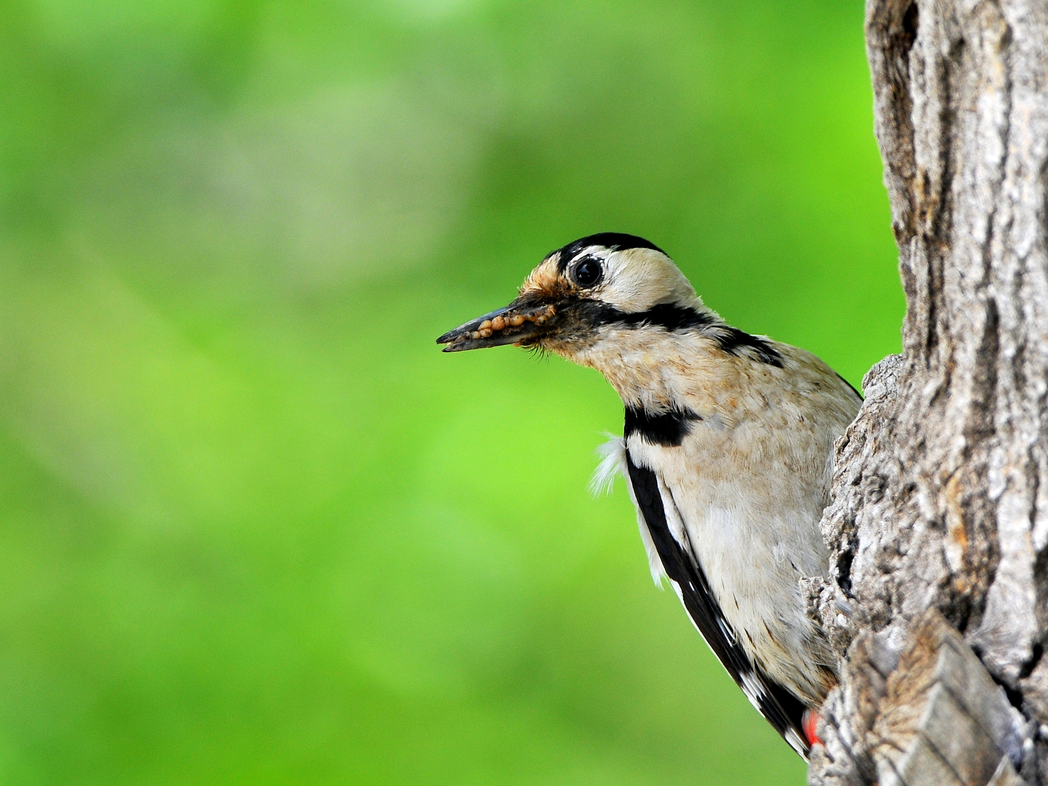 Nikon D300S sample photo. Woodpecker photography