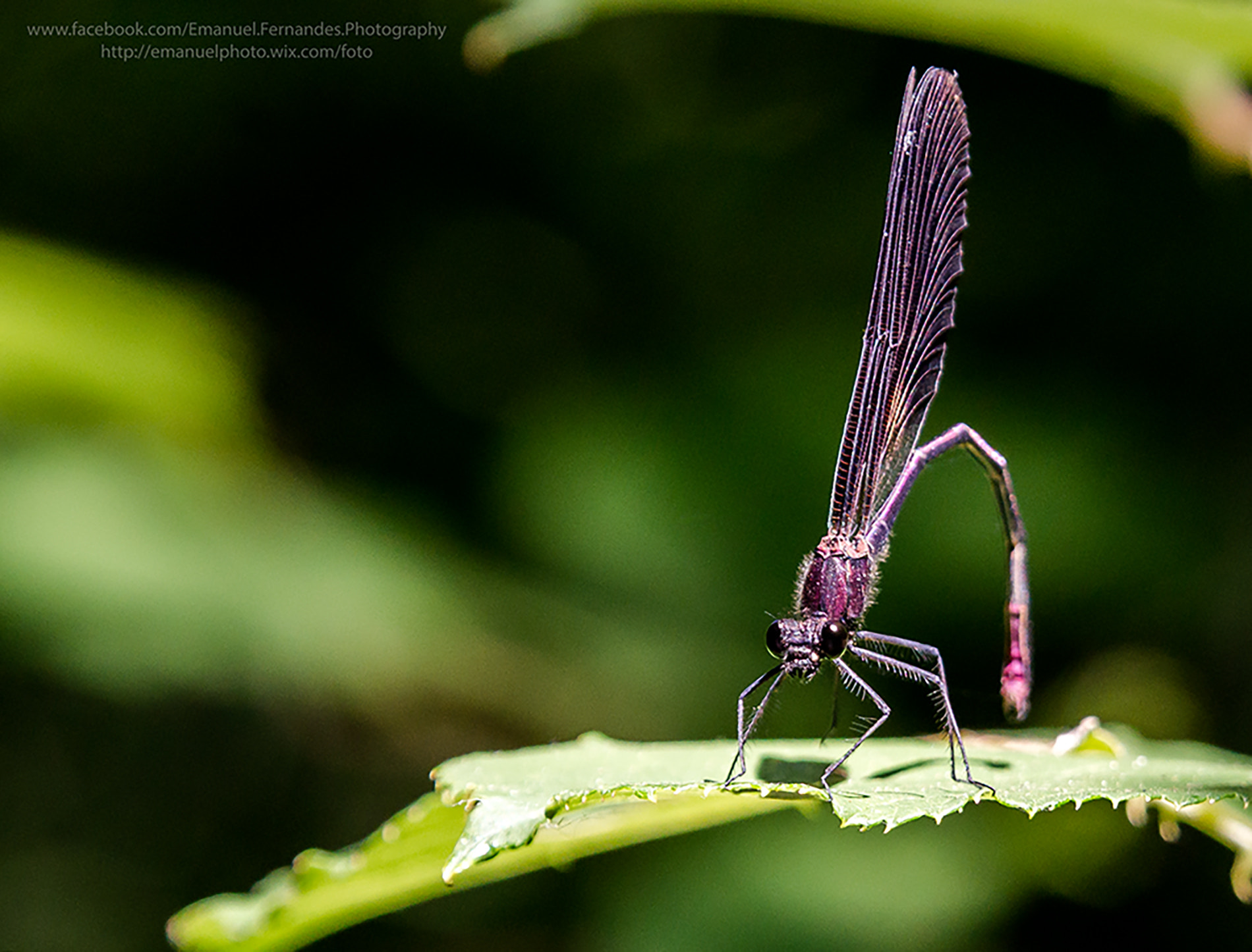 Sony Alpha DSLR-A580 sample photo. Calopteryx haemorrhoidalis photography