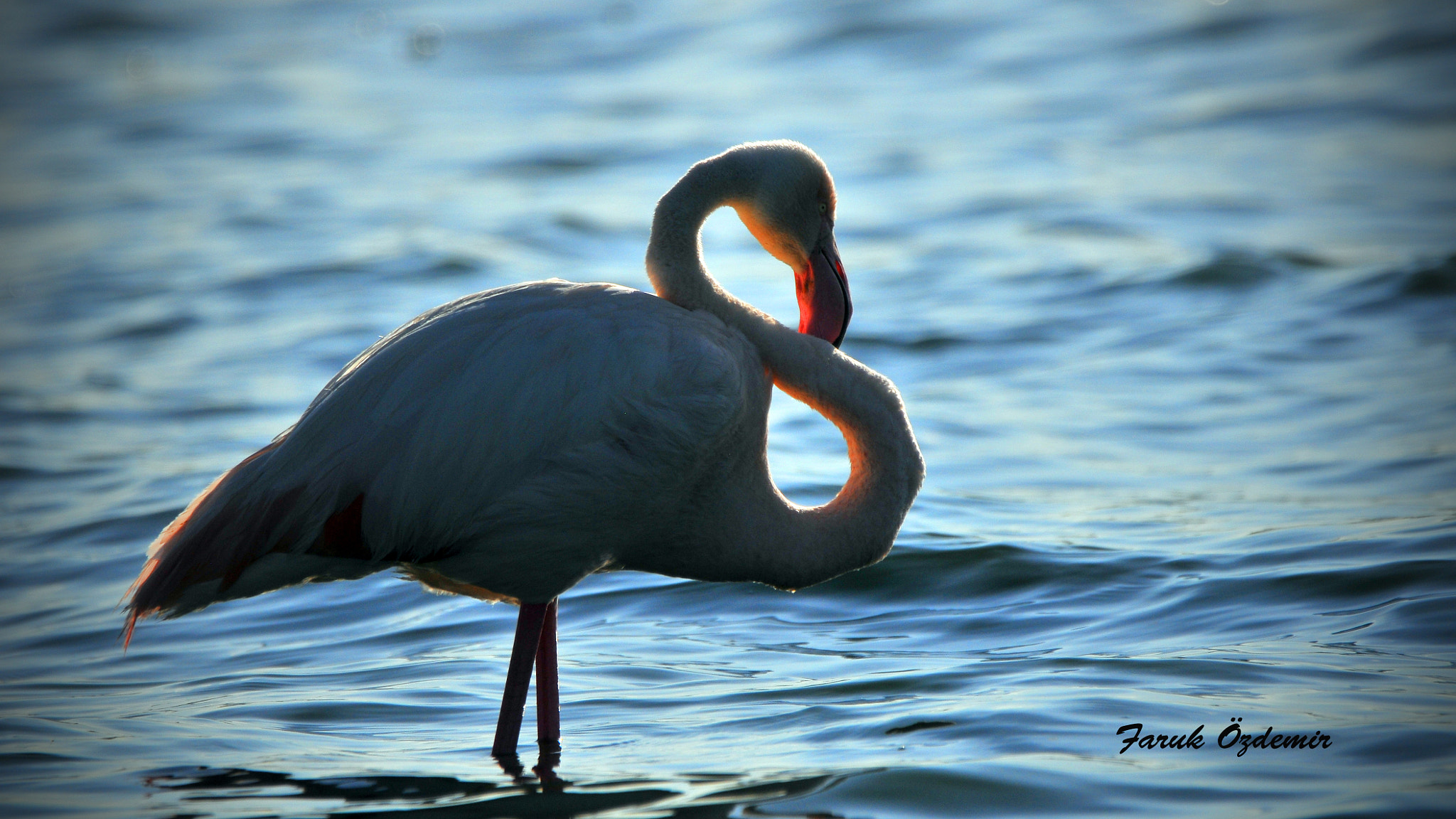 Nikon D300S sample photo. Flamingo photography