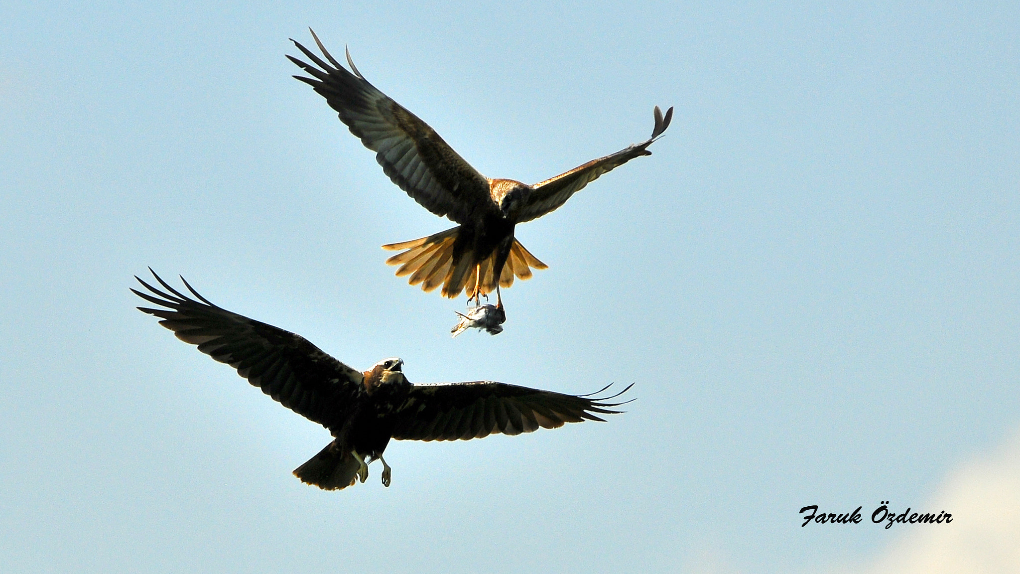 Nikon D300S sample photo. Delice photography