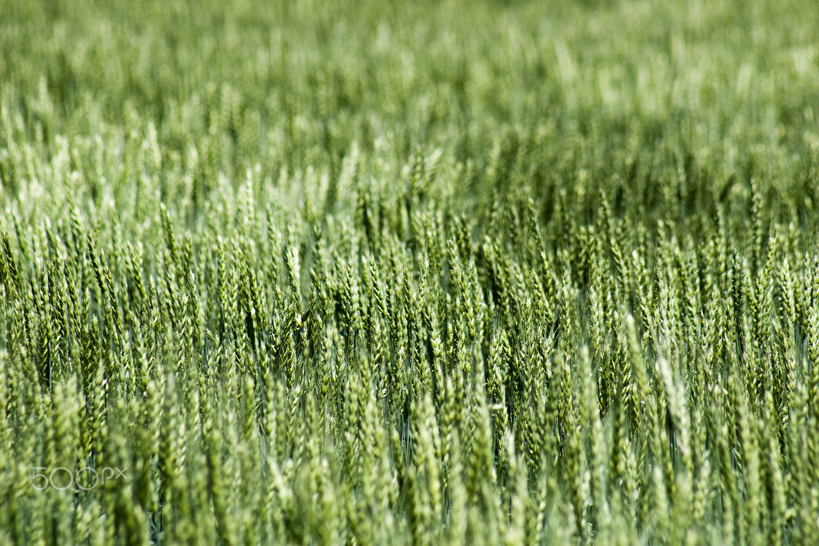 Canon EF 75-300mm f/4-5.6 USM sample photo. Grain photography