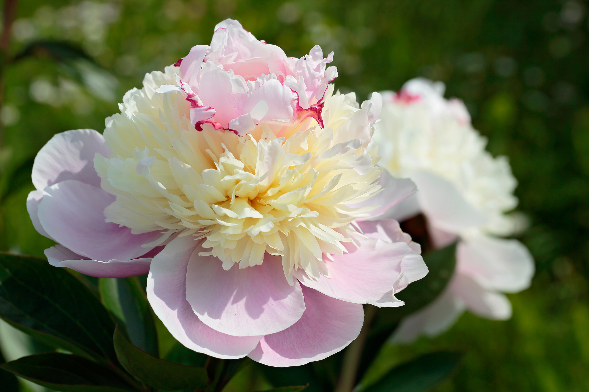 Canon EF 100mm F2.8L Macro IS USM sample photo. Paeonia lactiflora cv. anastasiya _c9p1854 photography