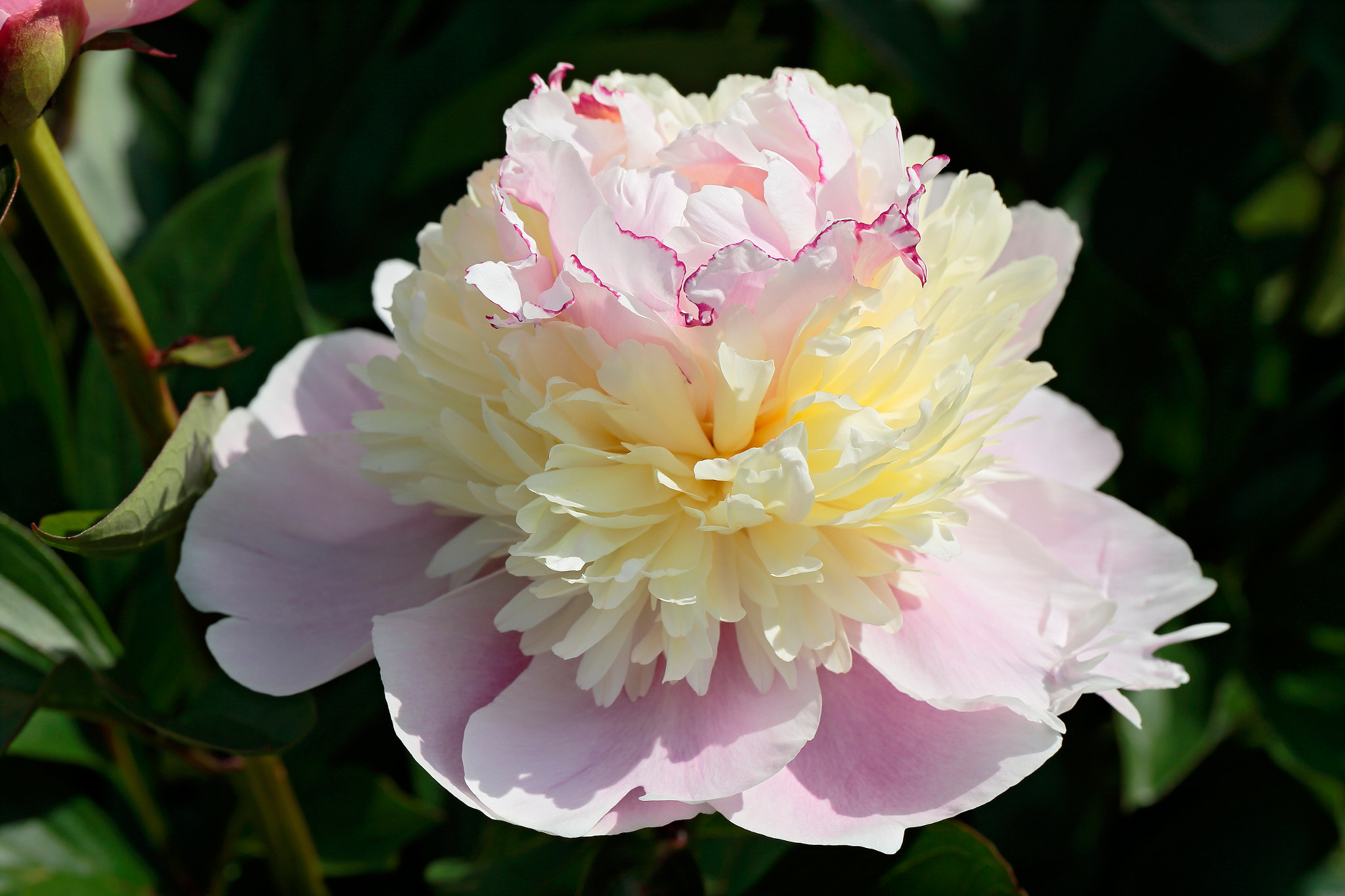 Canon EF 100mm F2.8L Macro IS USM sample photo. Paeonia lactiflora cv. anastasiya photography