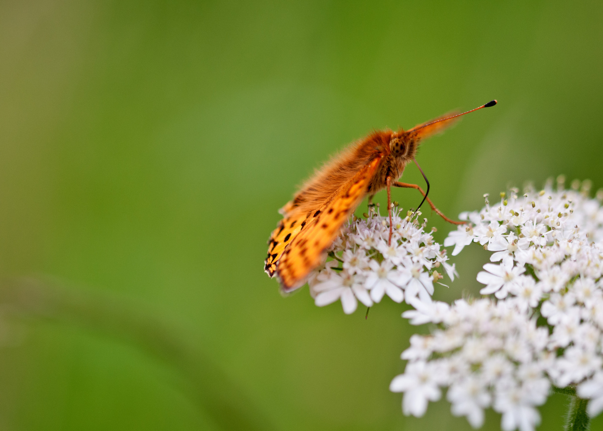 Sigma 105mm F2.8 EX DG OS HSM sample photo. Dark green fritillary photography