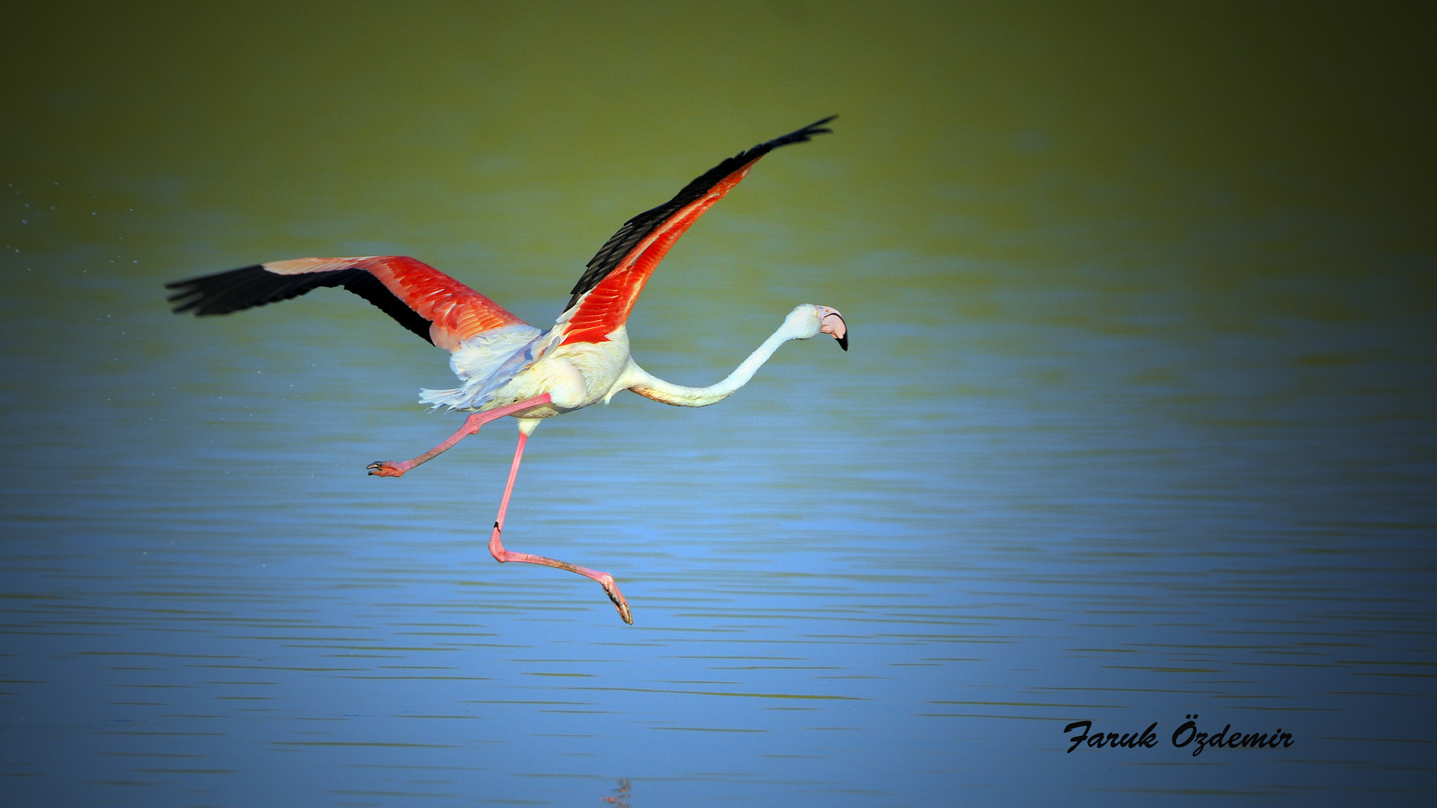 Nikon D300S sample photo. Flamingo photography