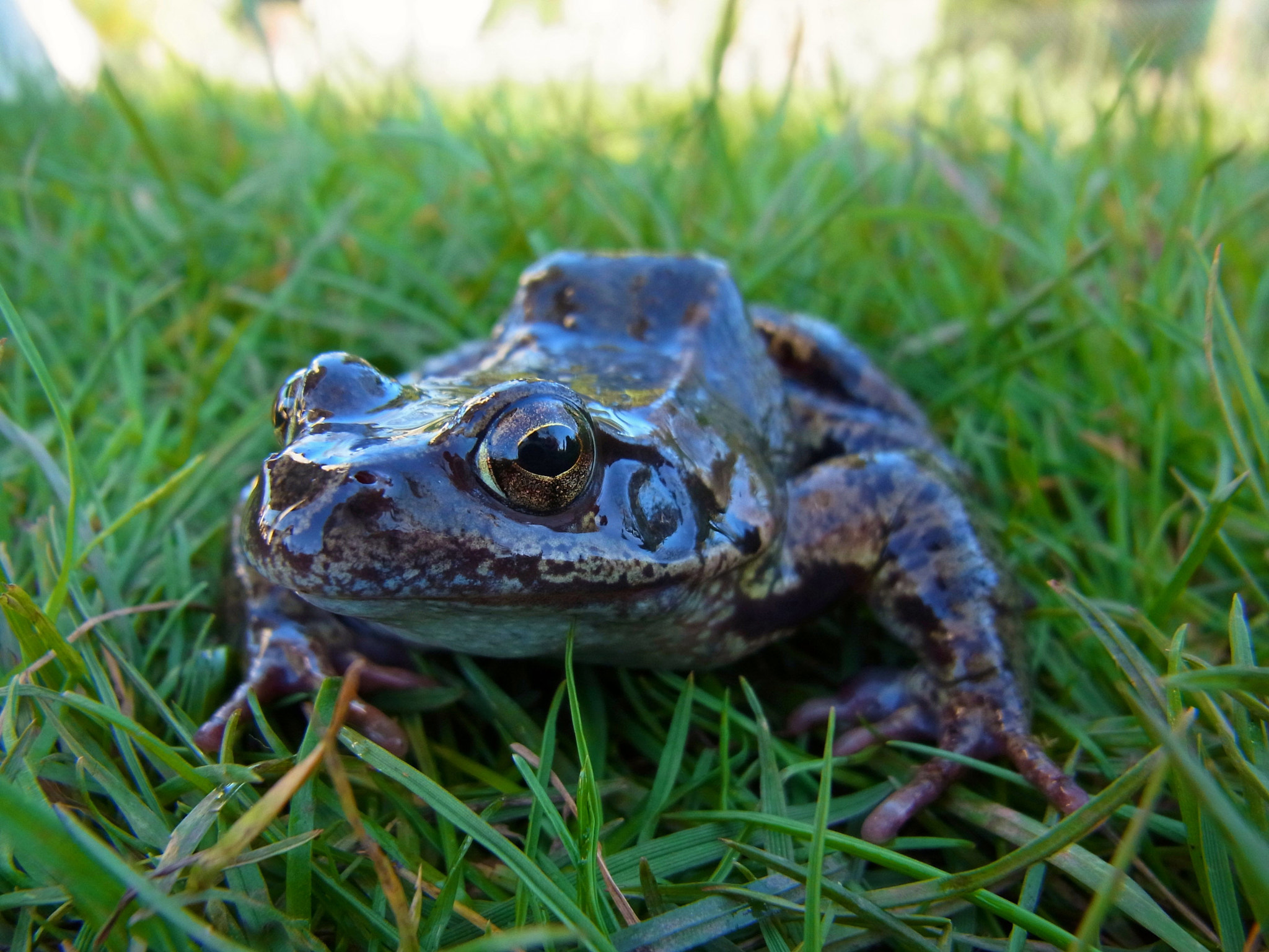 Ricoh CX5 + RICOH ZOOM LENS sample photo. Grass frog close-up photography