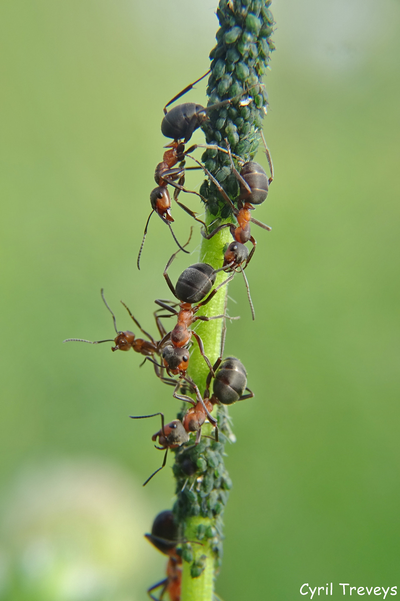 Les fourmis et les pucerons