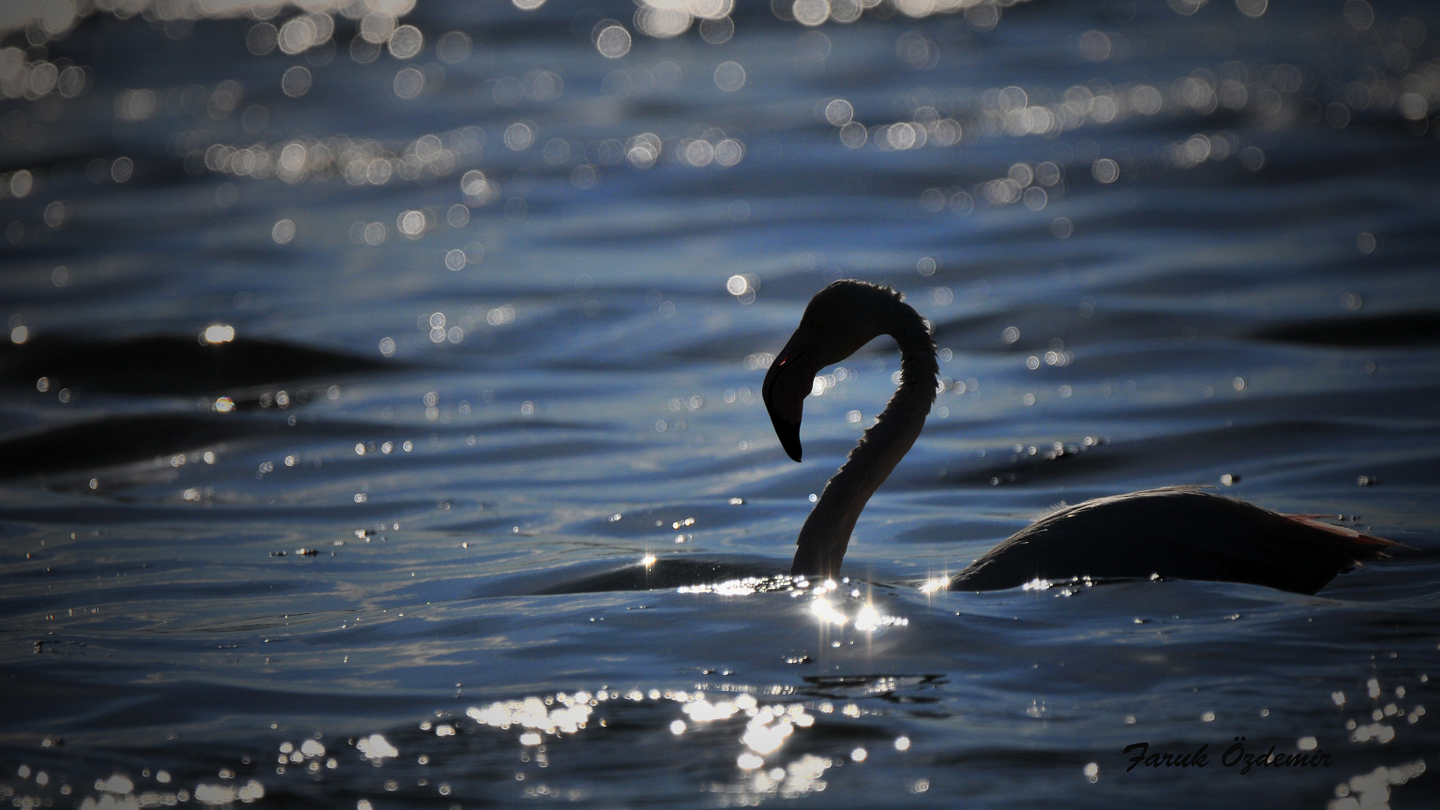 Nikon D300S sample photo. Flamingo photography