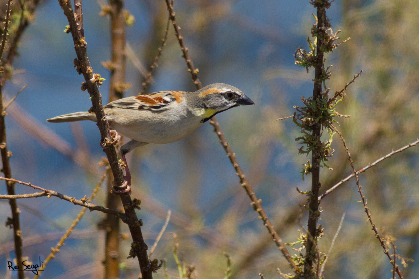 Canon EOS 7D + Canon EF 400mm F5.6L USM sample photo. Dead-sea sparrow photography