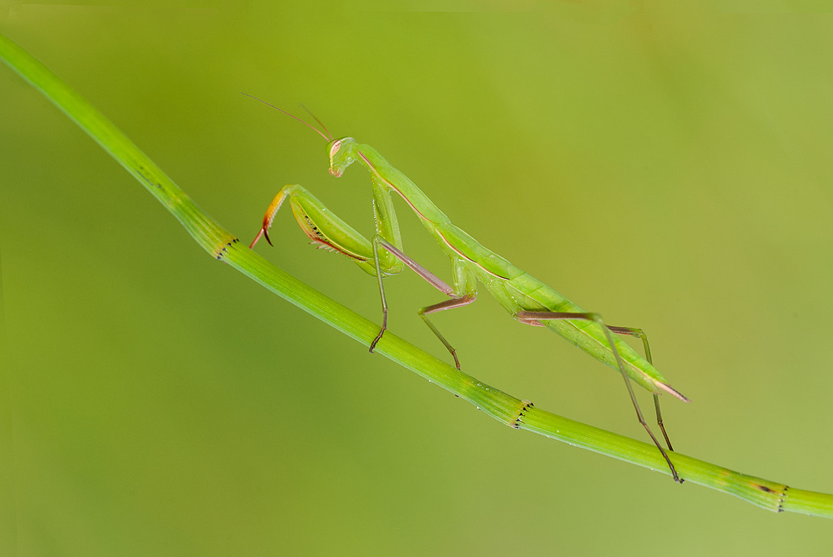 Nikon D700 + Nikon AF Micro-Nikkor 200mm F4D ED-IF sample photo. Is all green photography