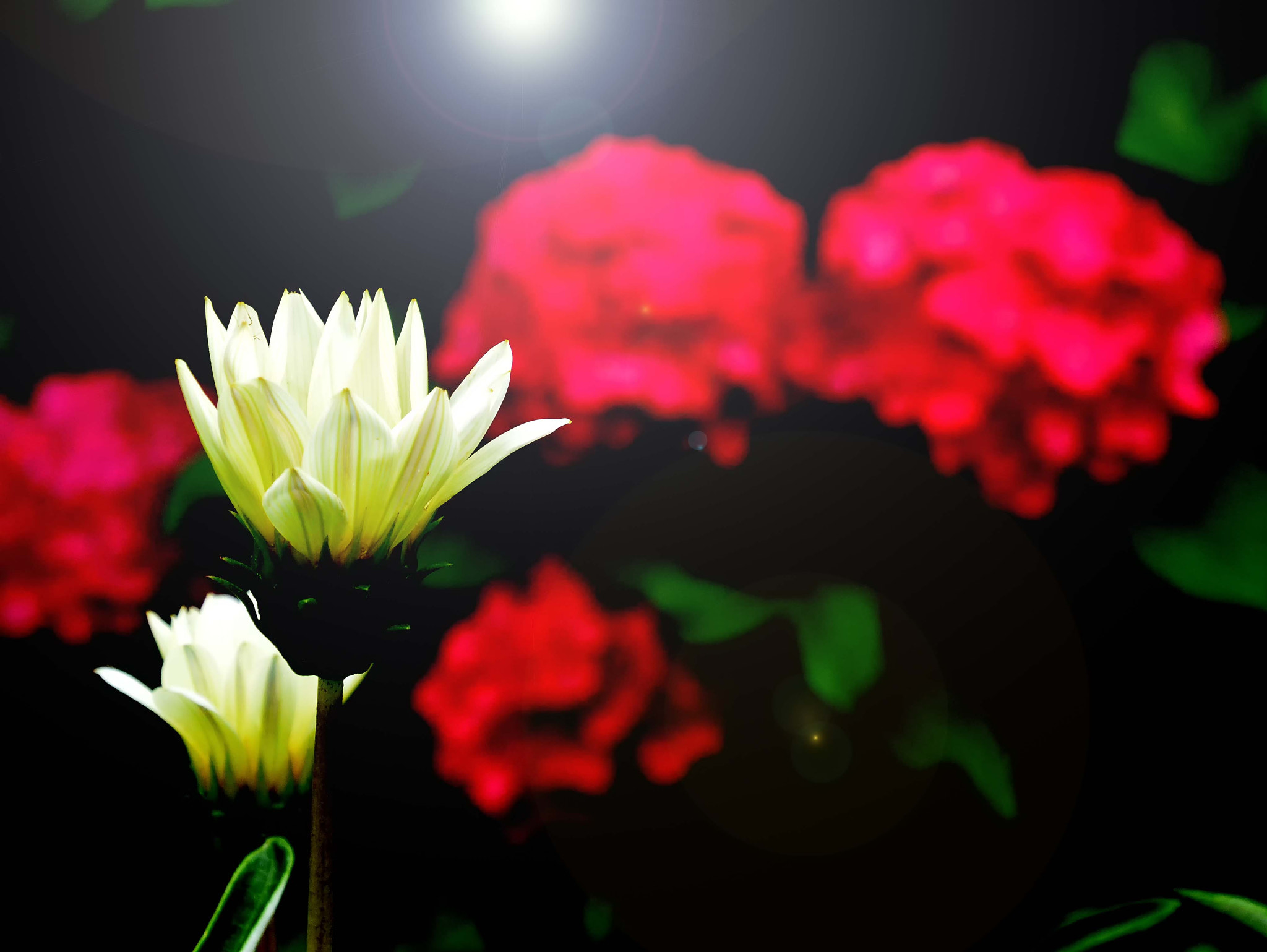 Nikon 1 S2 sample photo. Red yearn for white photography