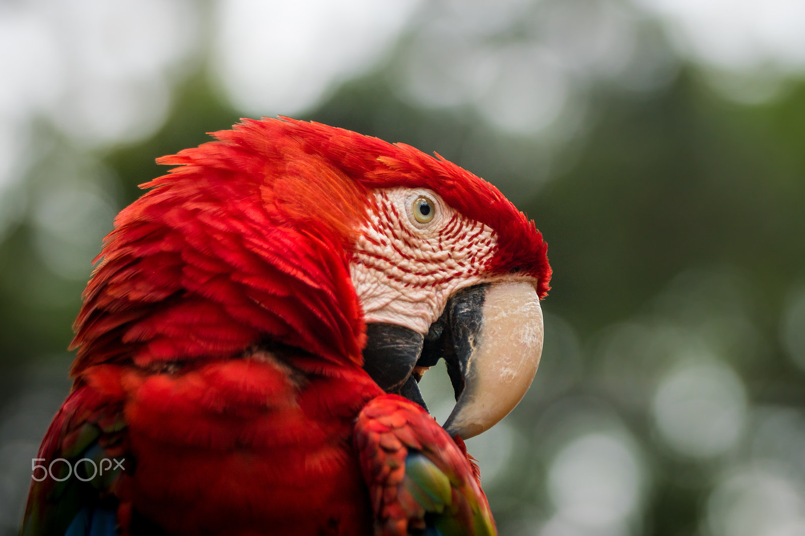 Sony ILCA-77M2 + Sony 70-400mm F4-5.6 G SSM sample photo. Macaw portrait photography